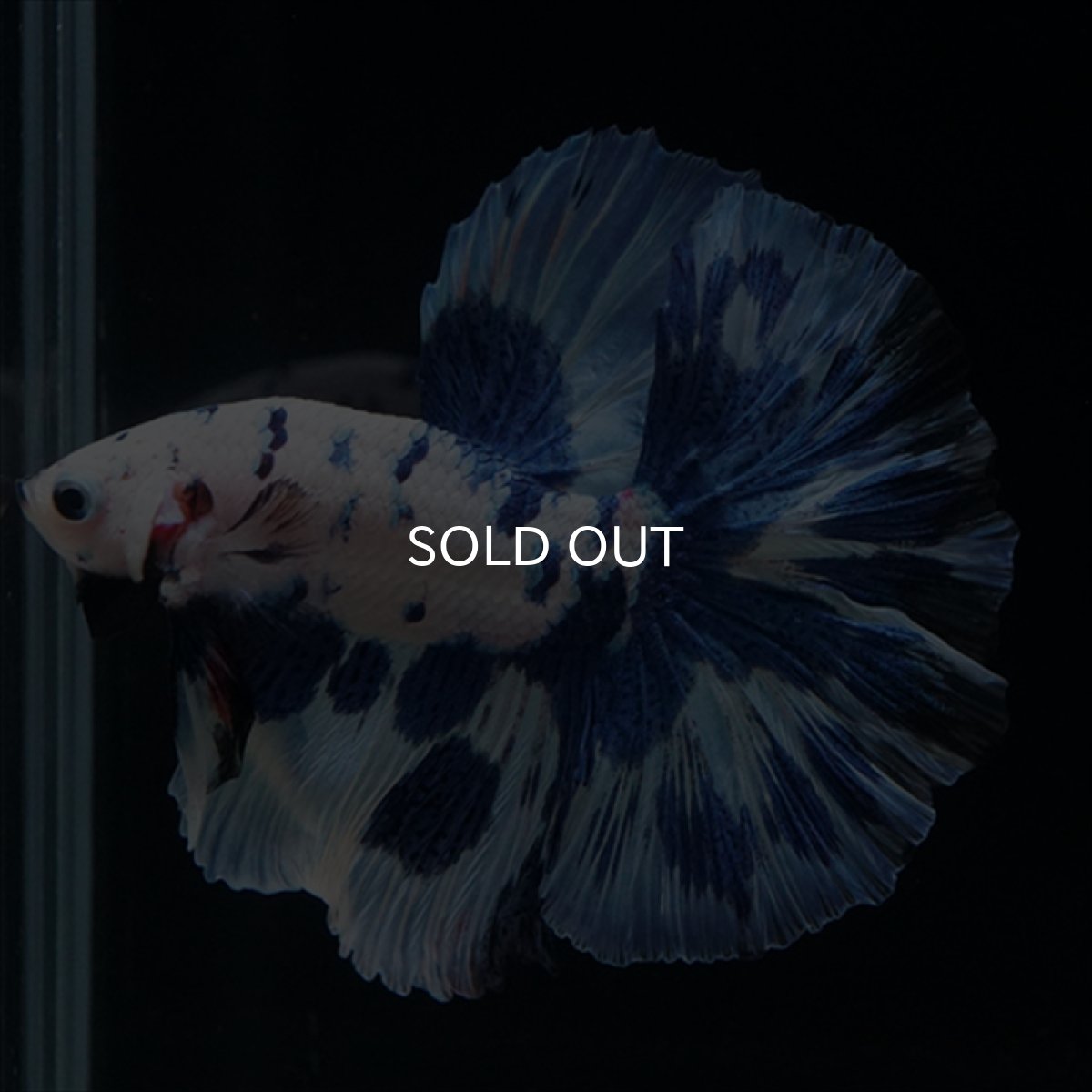 画像1: HM　ホワイトブルードット (1)