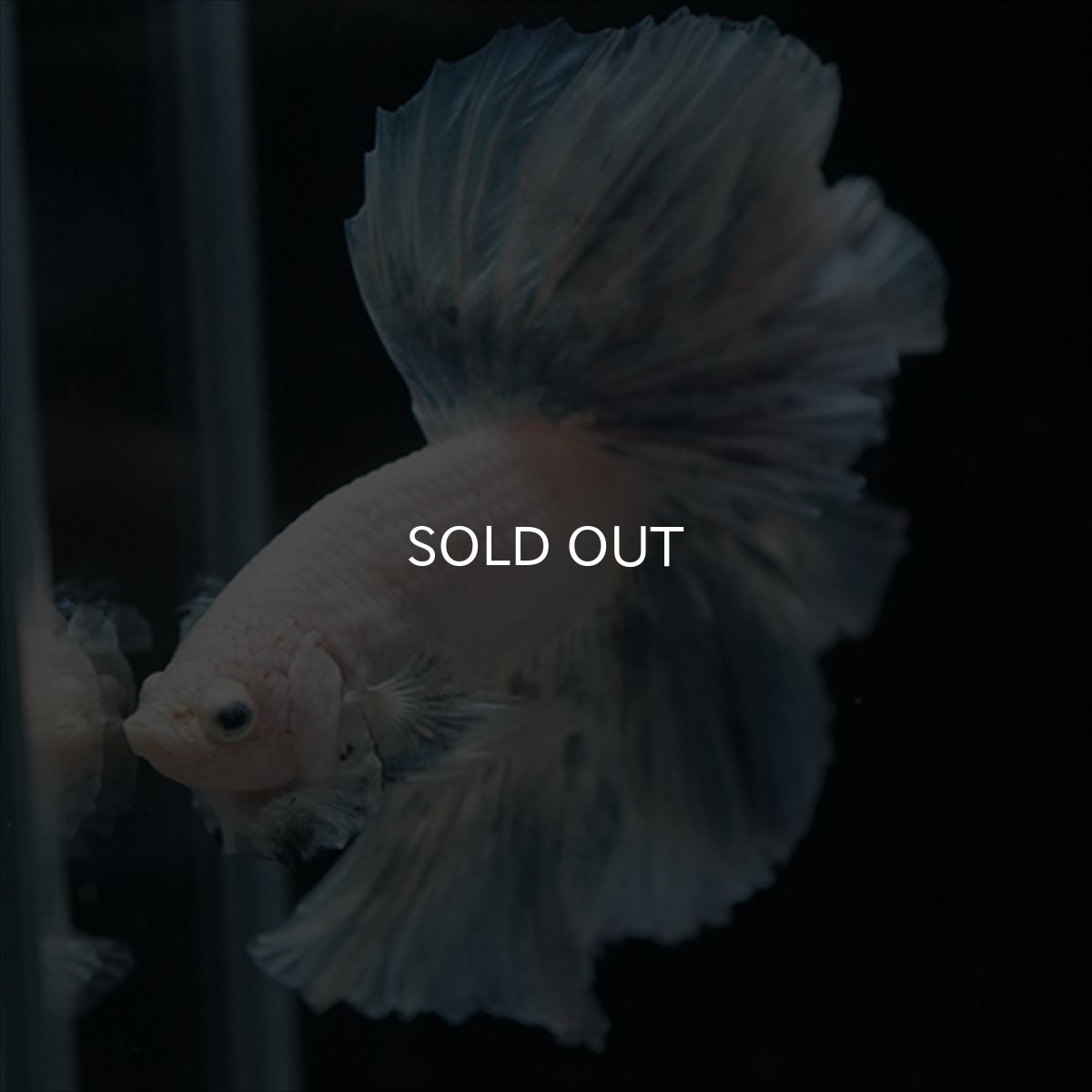 画像12: HM　ホワイトファンシー (12)