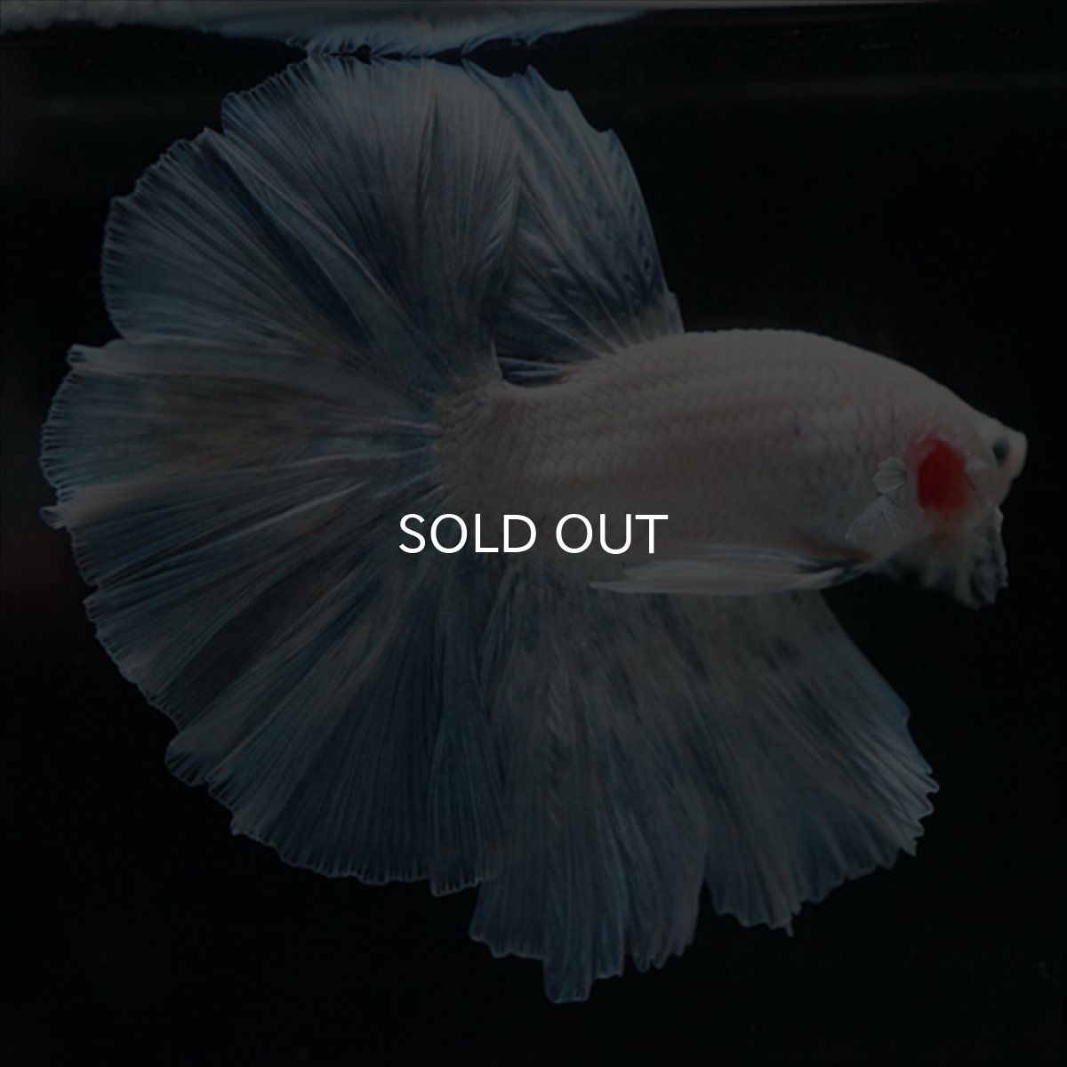 画像1: HM　ホワイトファンシー (1)