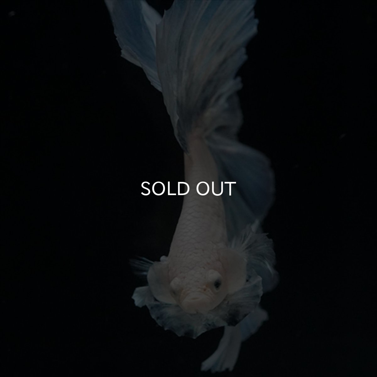 画像9: HM　ホワイトファンシー (9)