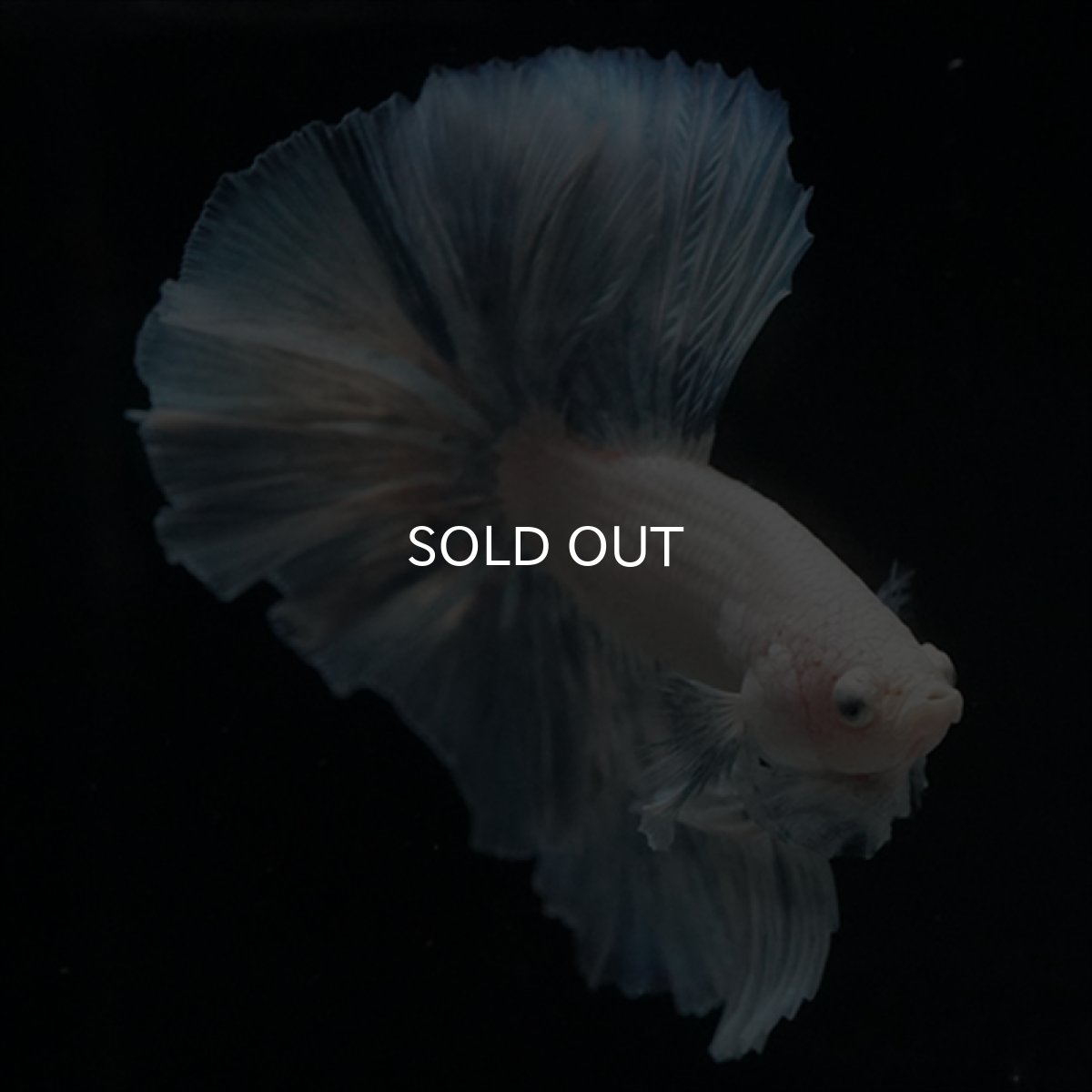 画像8: HM　ホワイトファンシー (8)