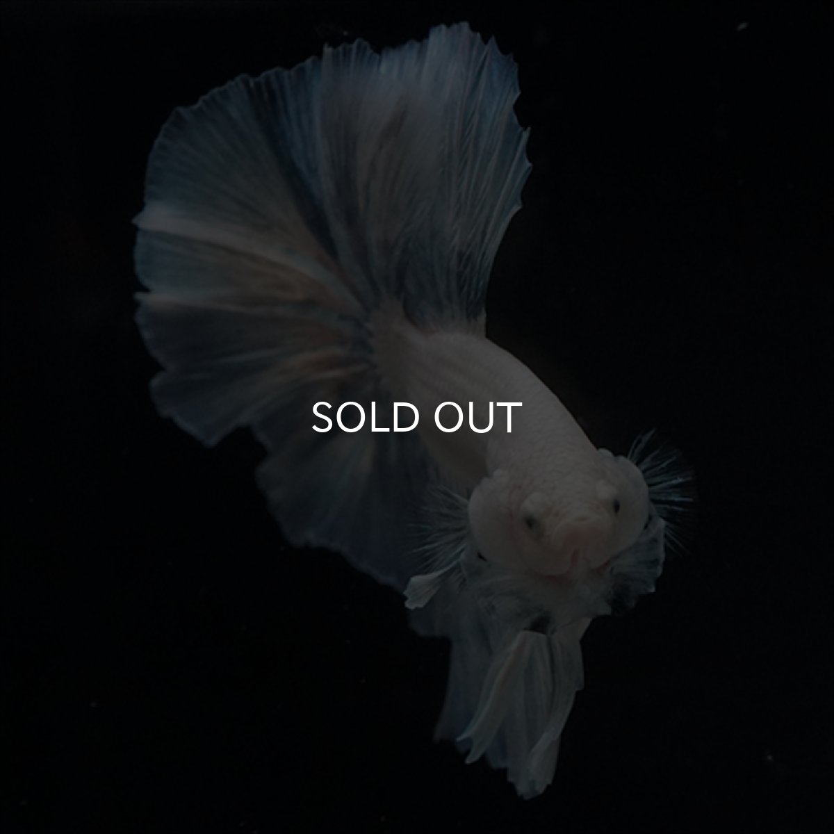 画像7: HM　ホワイトファンシー (7)