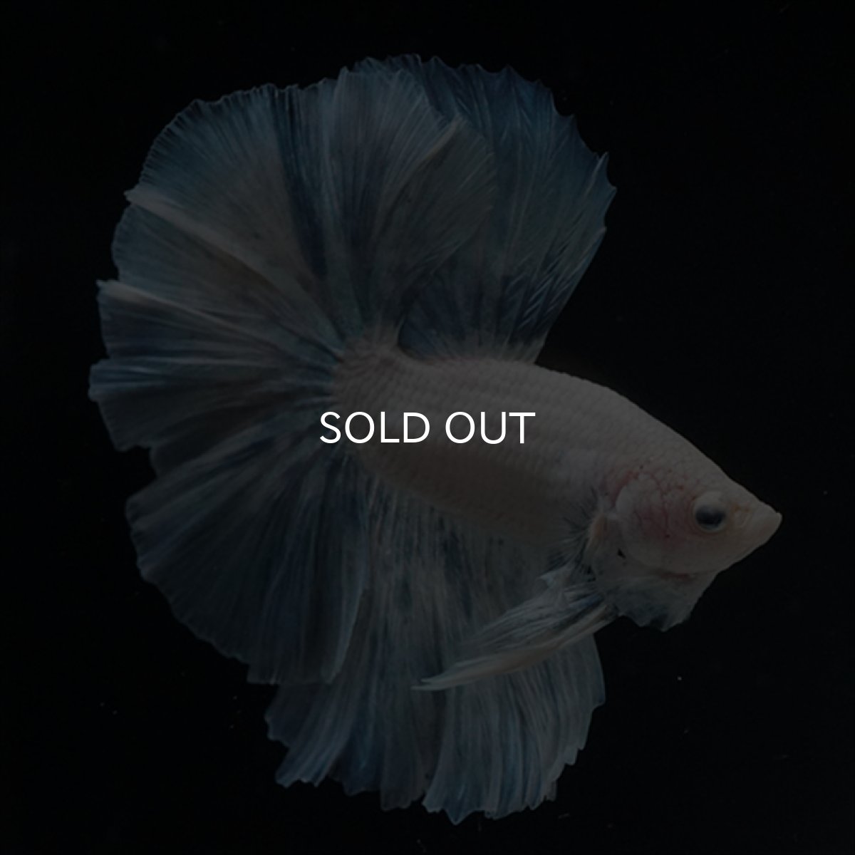 画像6: HM　ホワイトファンシー (6)