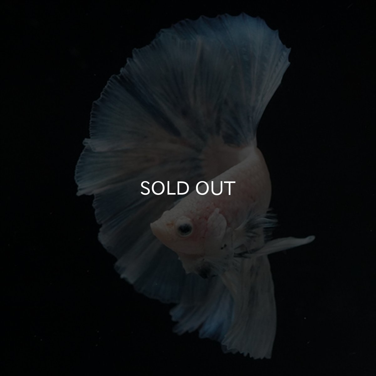 画像5: HM　ホワイトファンシー (5)