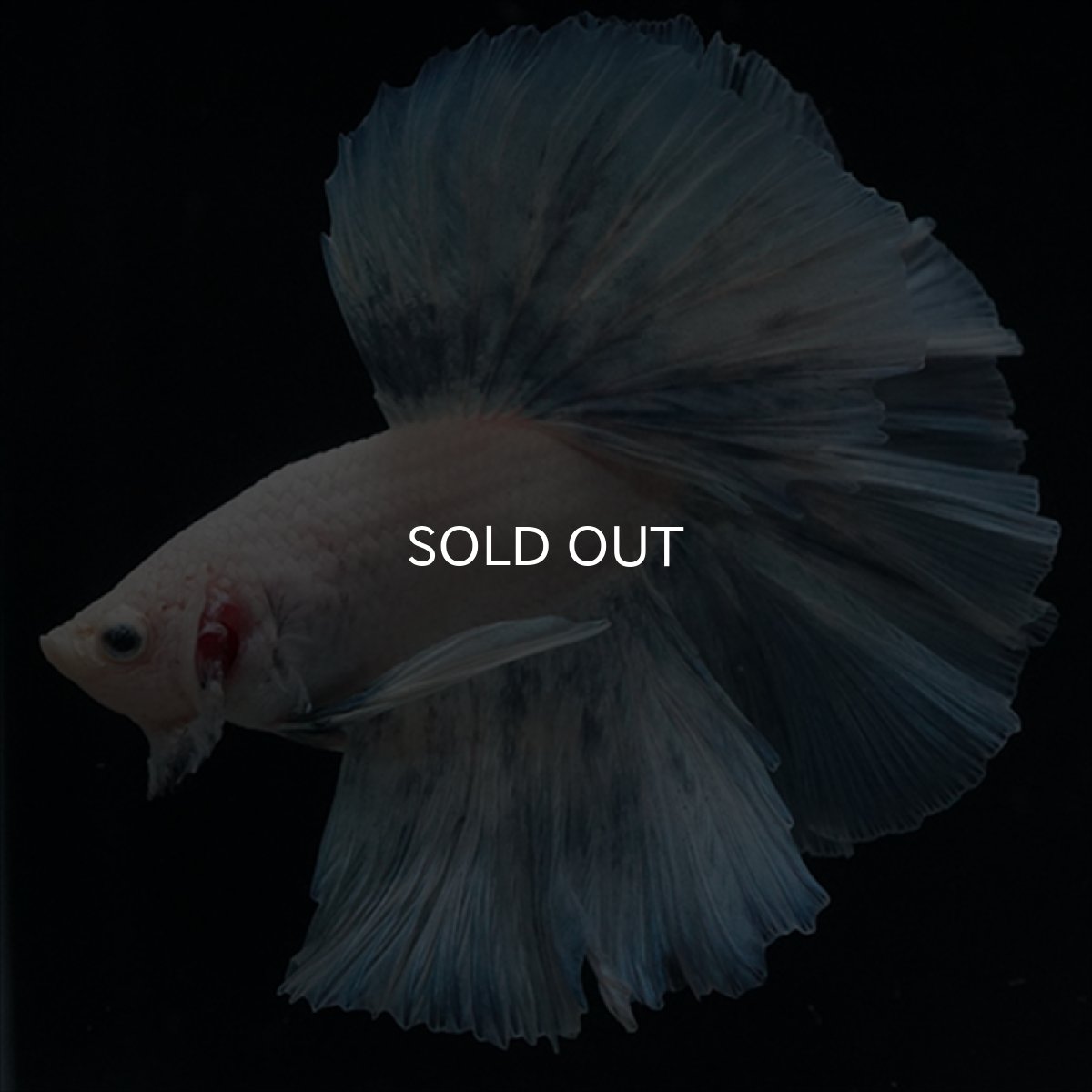 画像4: HM　ホワイトファンシー (4)