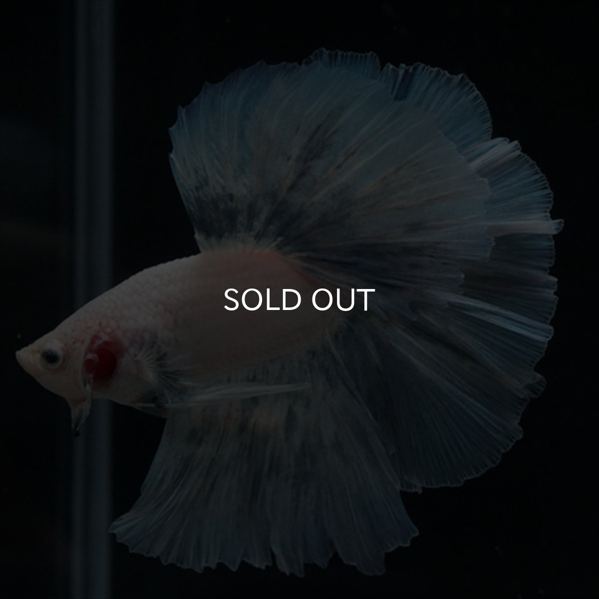 画像3: HM　ホワイトファンシー (3)