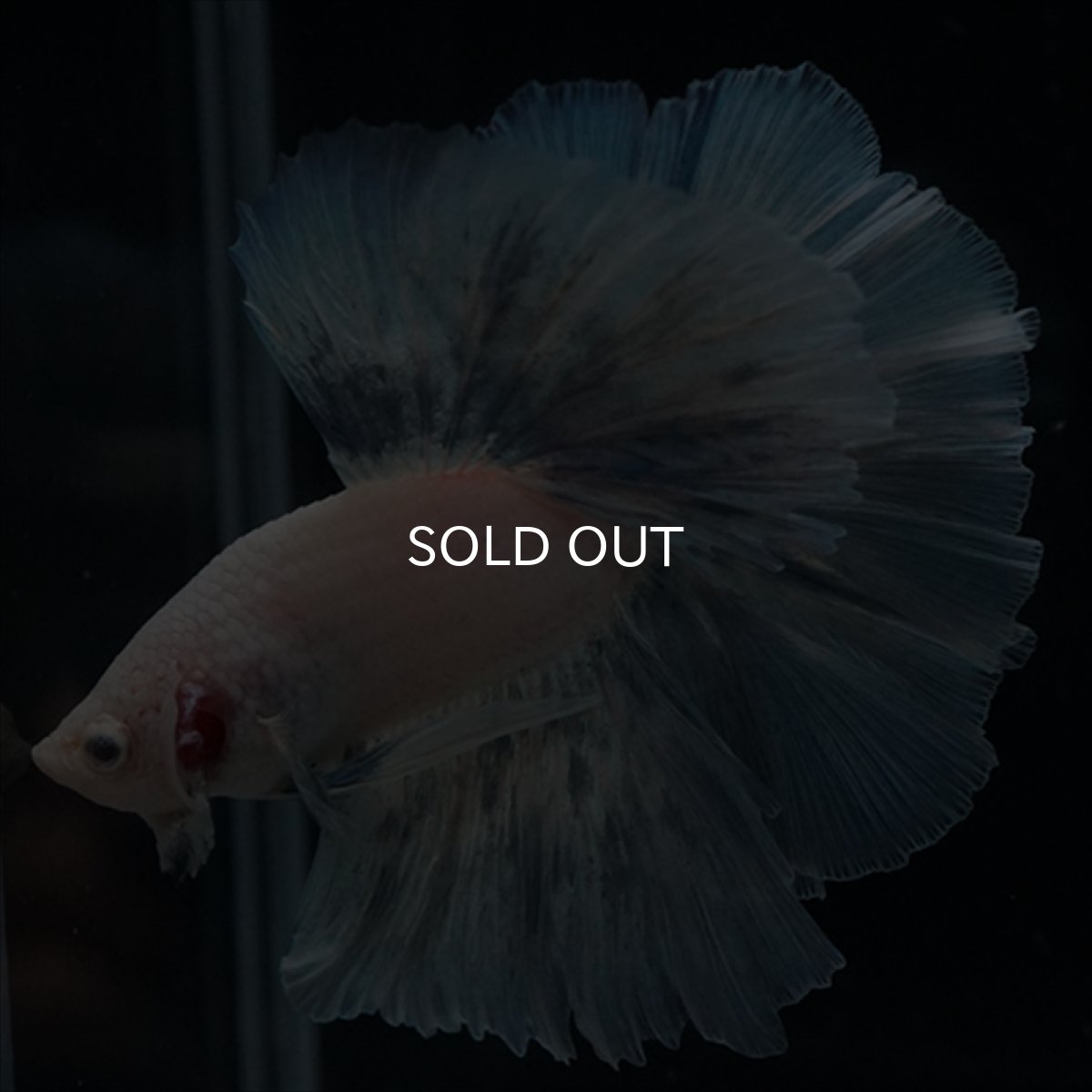 画像2: HM　ホワイトファンシー (2)