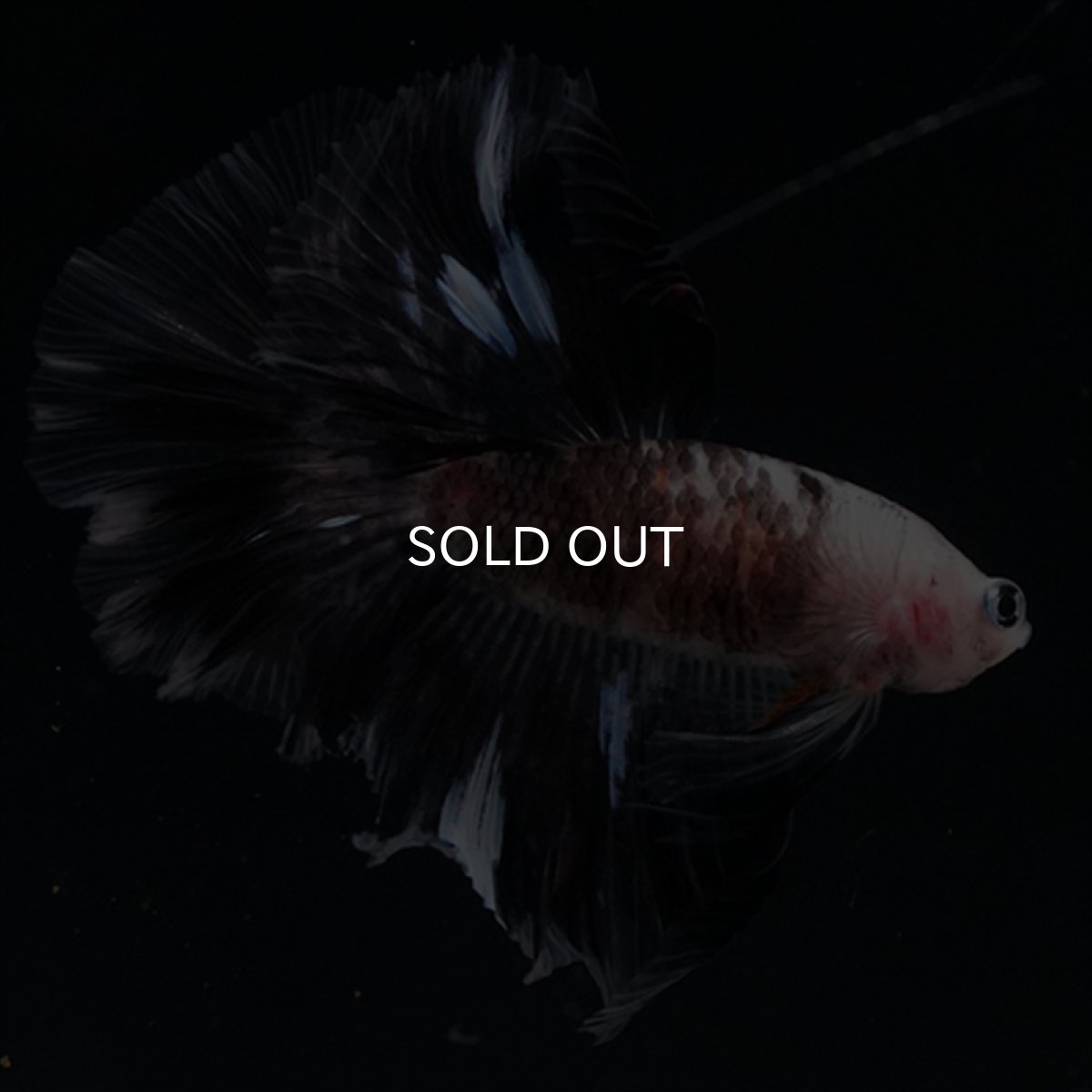 画像13: HM　鯉変わり柄 (13)