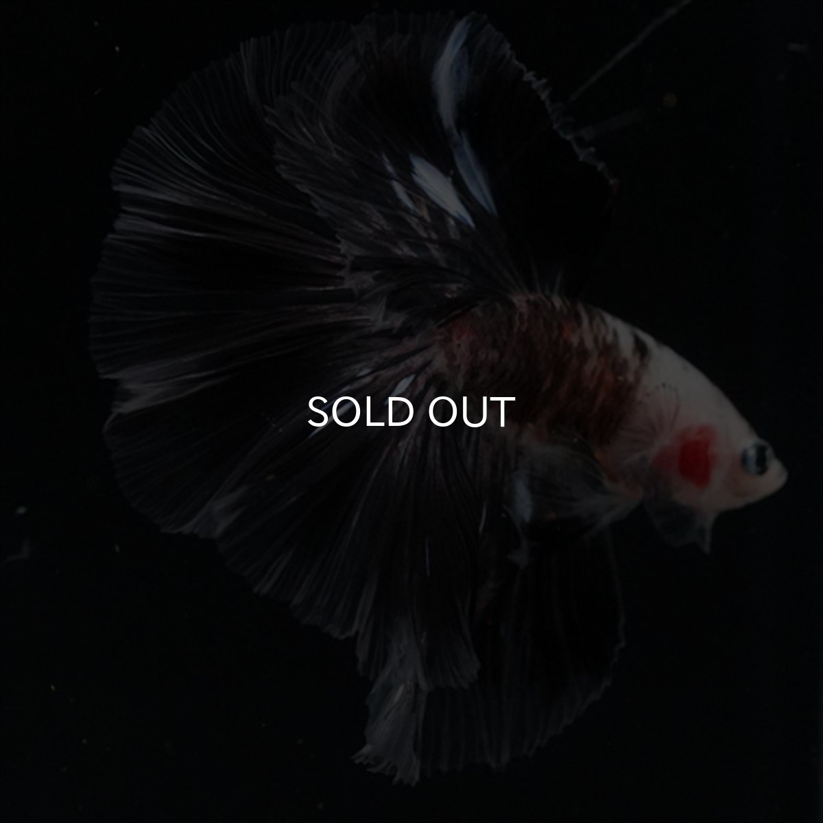 画像12: HM　鯉変わり柄 (12)