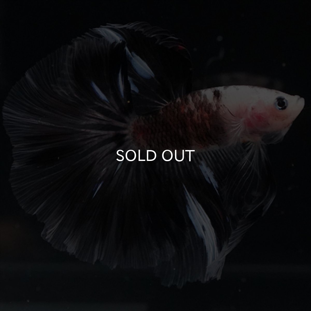 画像2: HM　鯉変わり柄 (2)