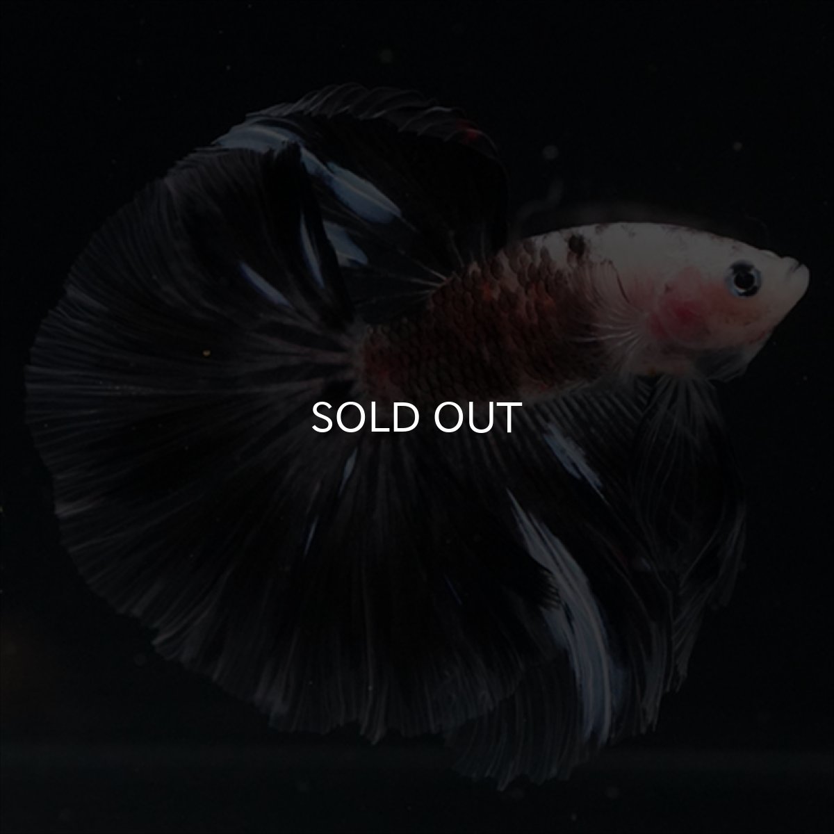 画像11: HM　鯉変わり柄 (11)