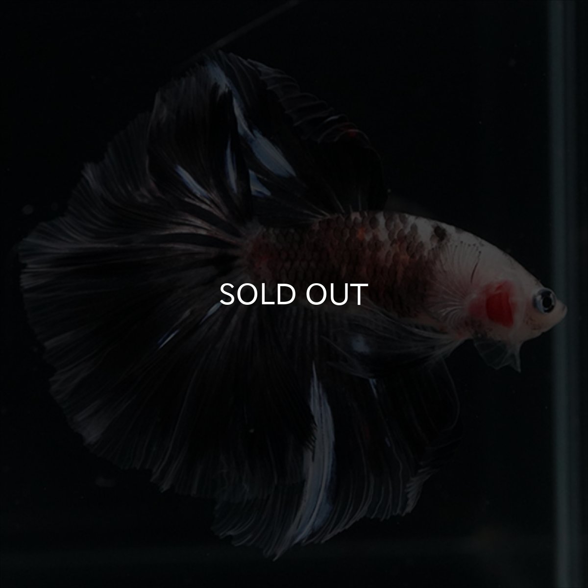 画像10: HM　鯉変わり柄 (10)