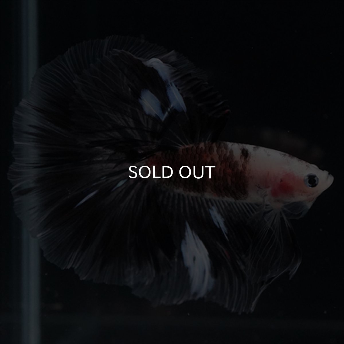 画像9: HM　鯉変わり柄 (9)