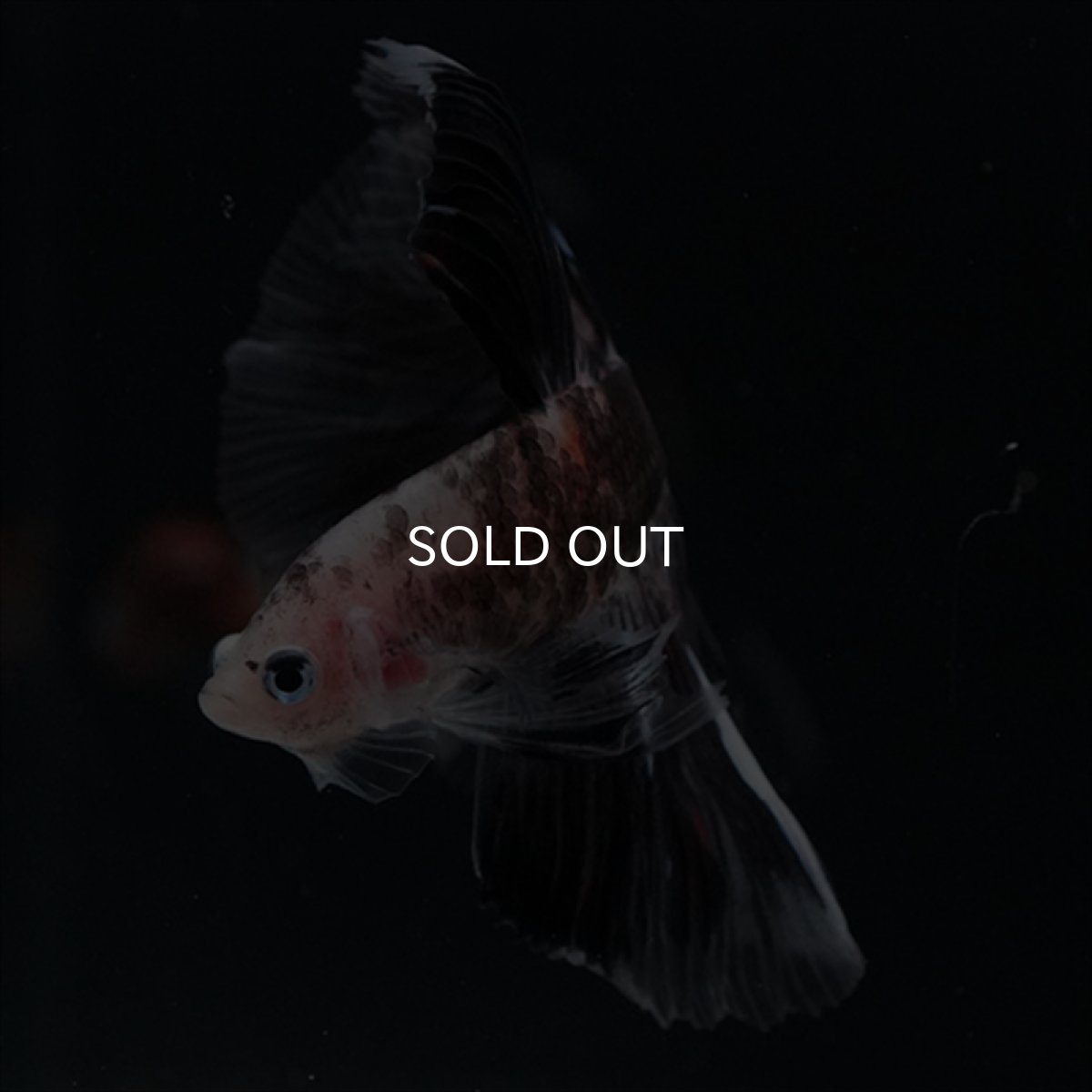 画像8: HM　鯉変わり柄 (8)