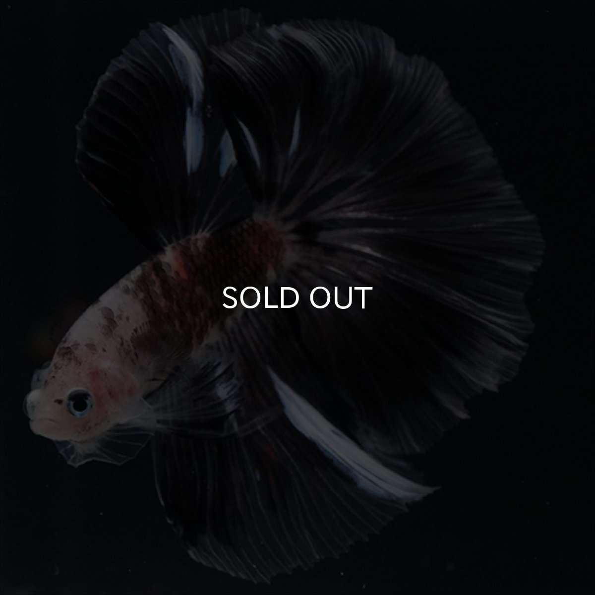 画像1: HM　鯉変わり柄 (1)