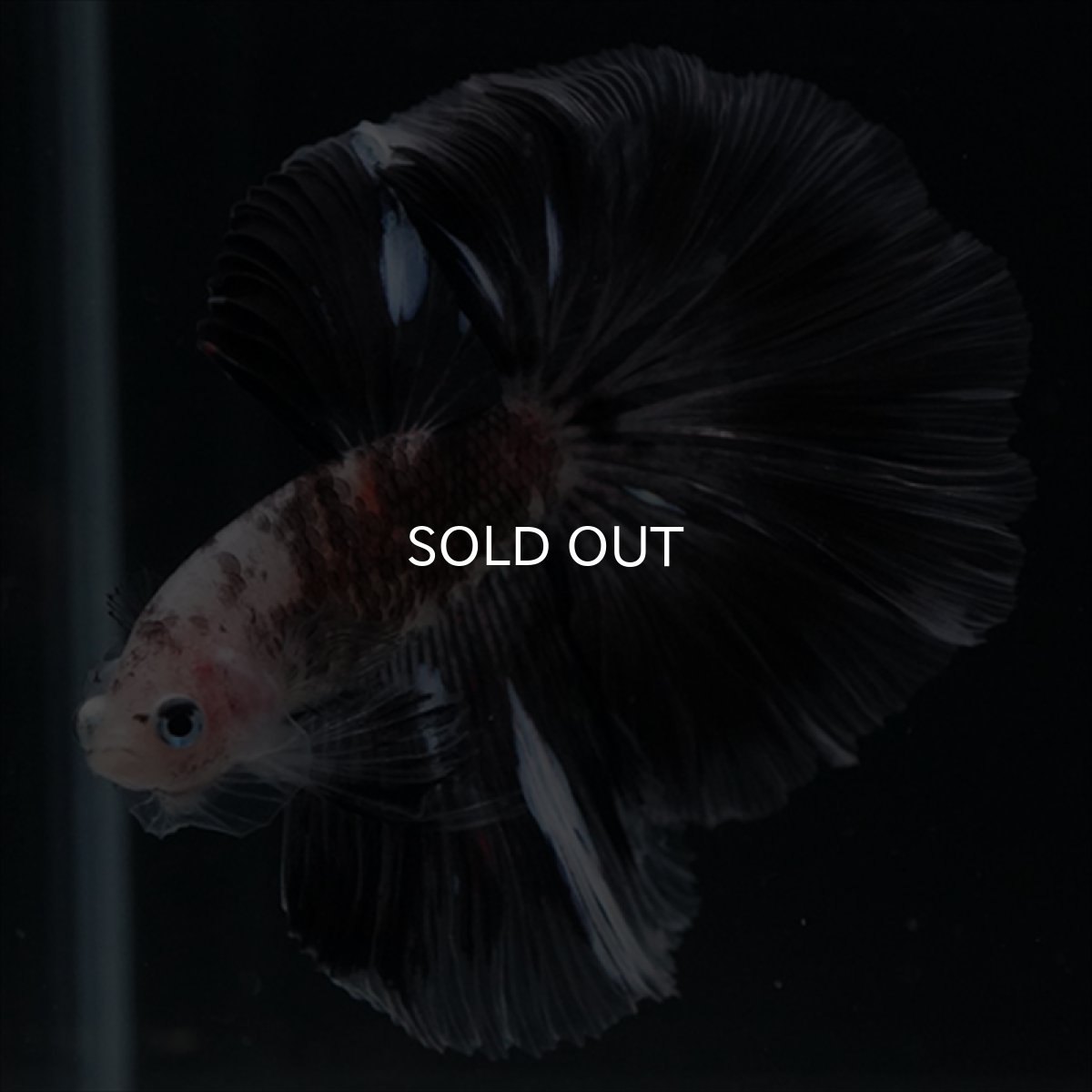 画像7: HM　鯉変わり柄 (7)