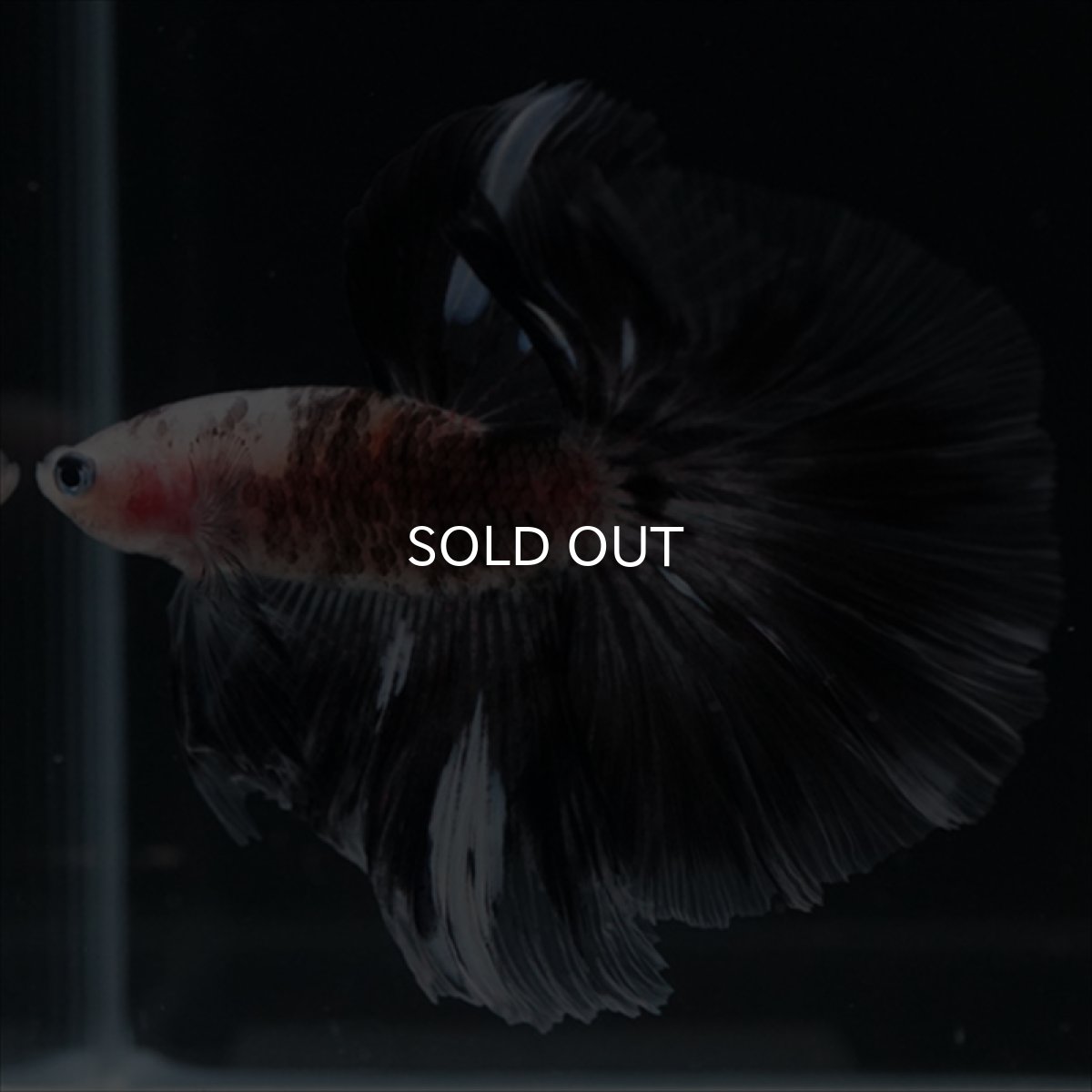 画像6: HM　鯉変わり柄 (6)