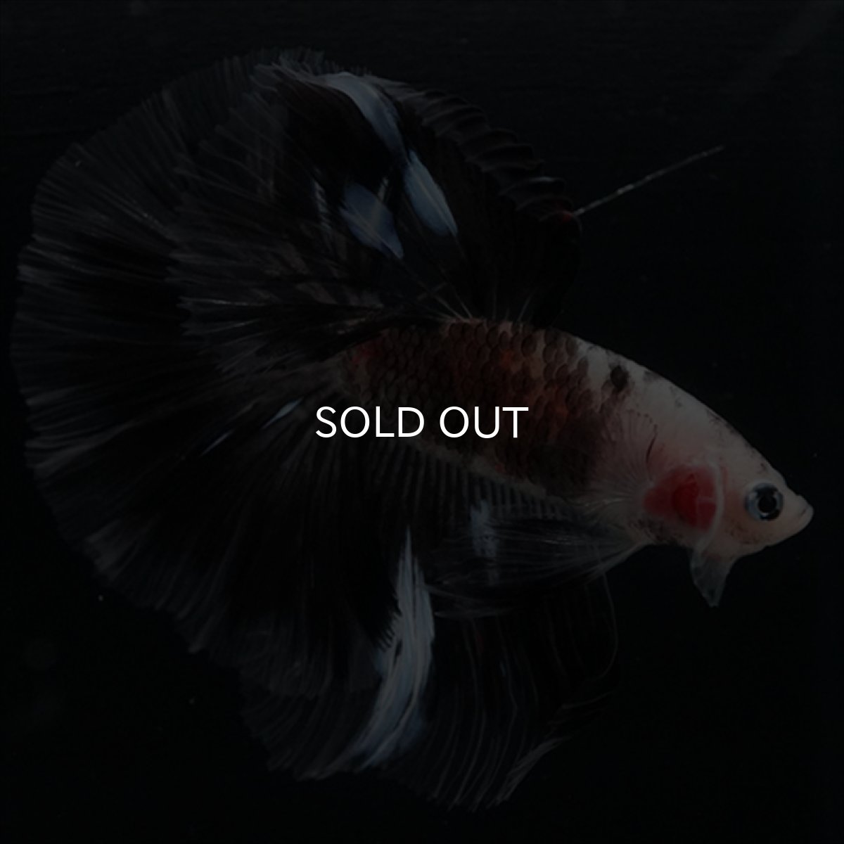 画像4: HM　鯉変わり柄 (4)