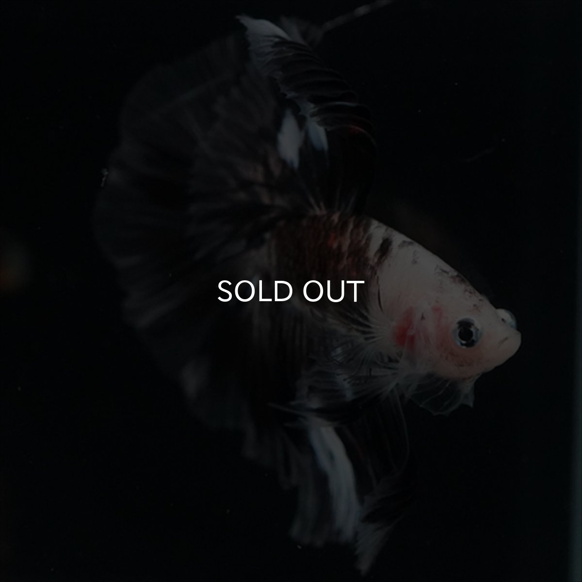 画像3: HM　鯉変わり柄 (3)