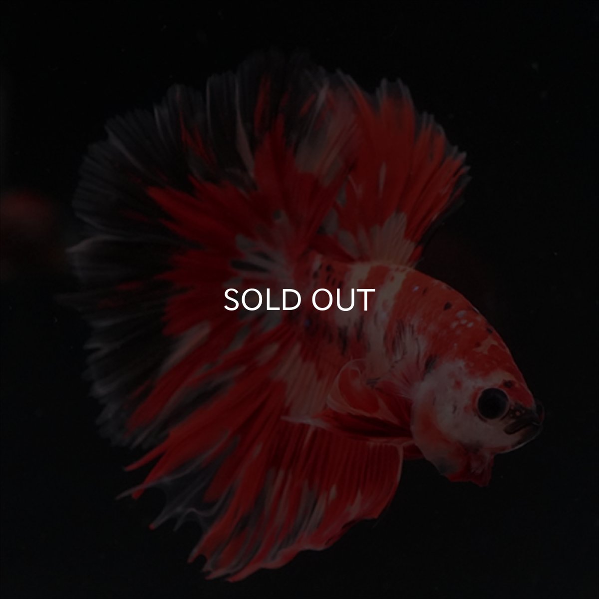 画像10: HM　ニモ　ローズテール (10)