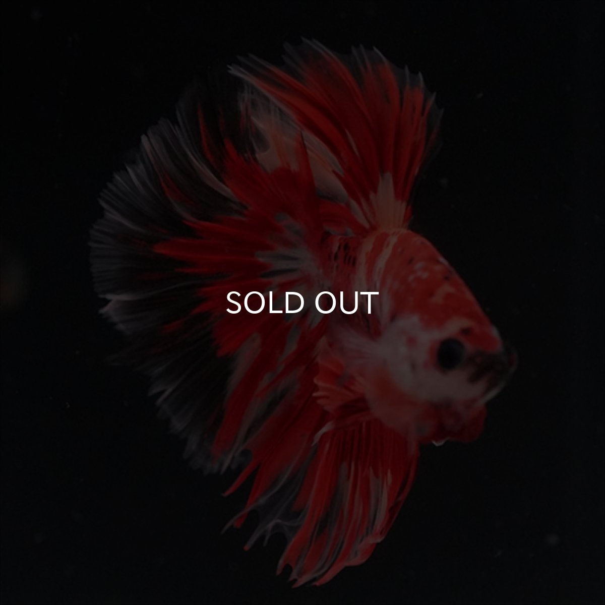 画像9: HM　ニモ　ローズテール (9)