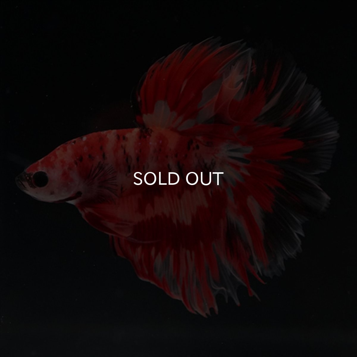 画像8: HM　ニモ　ローズテール (8)