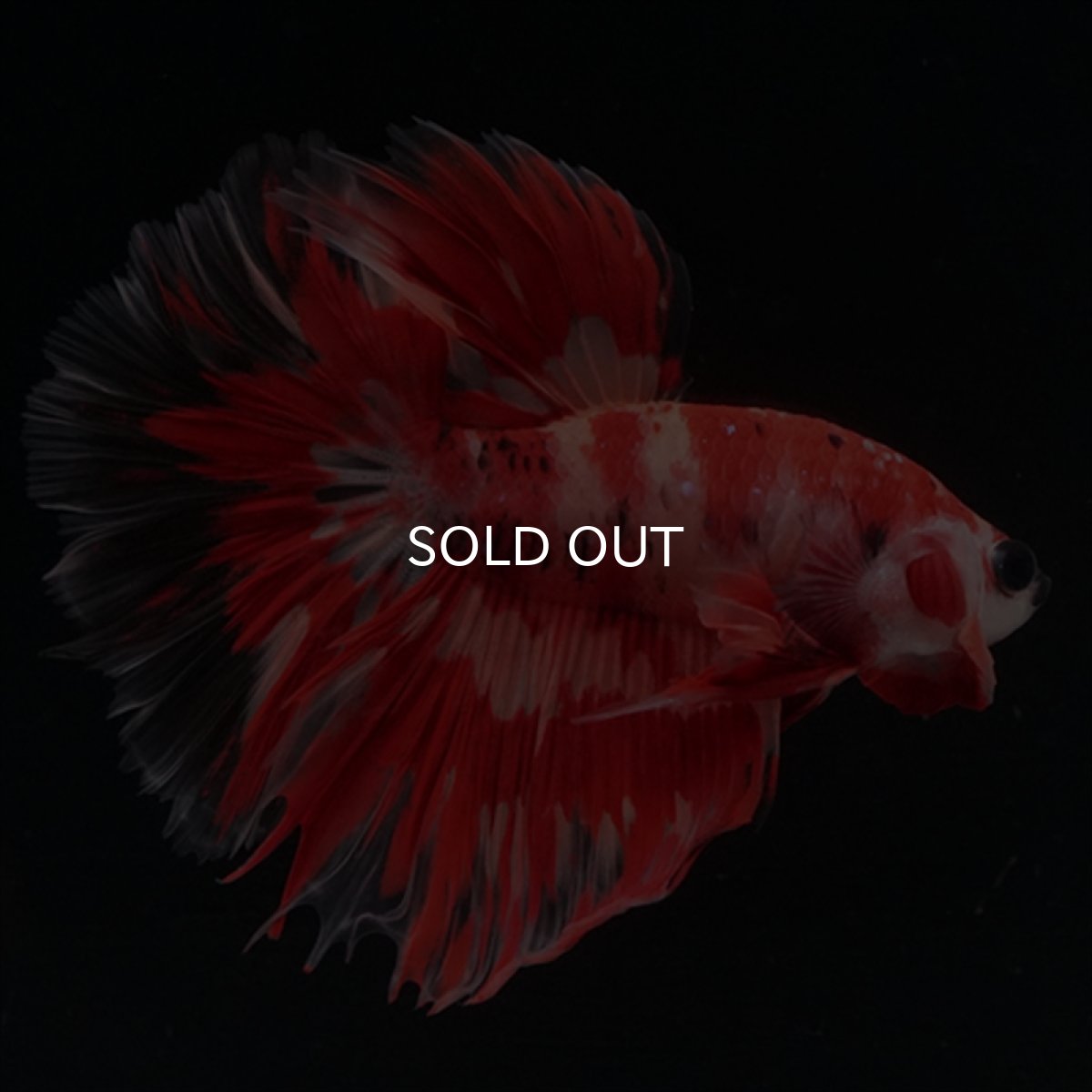 画像2: HM　ニモ　ローズテール (2)