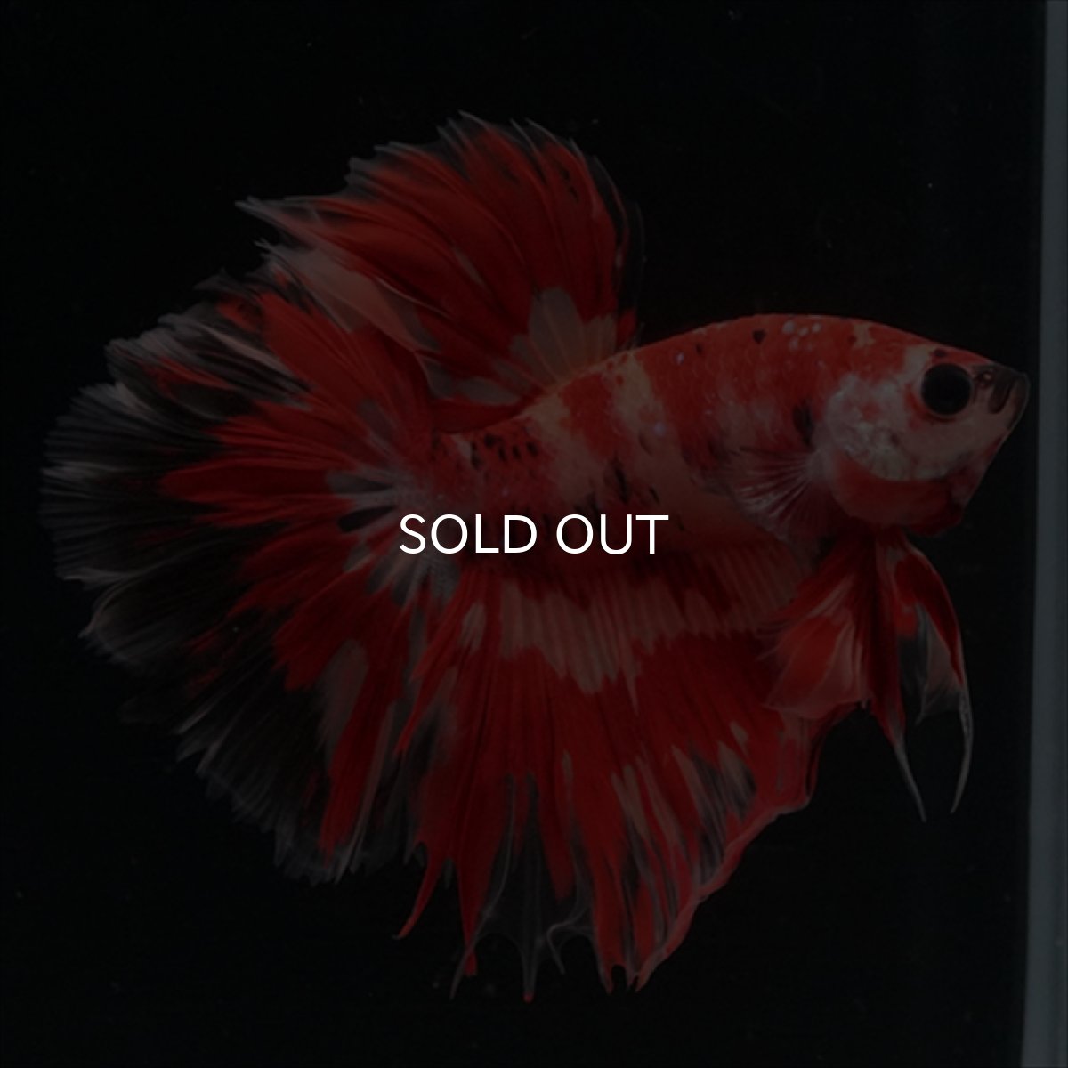 画像7: HM　ニモ　ローズテール (7)