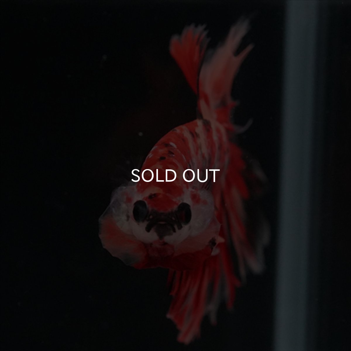 画像6: HM　ニモ　ローズテール (6)