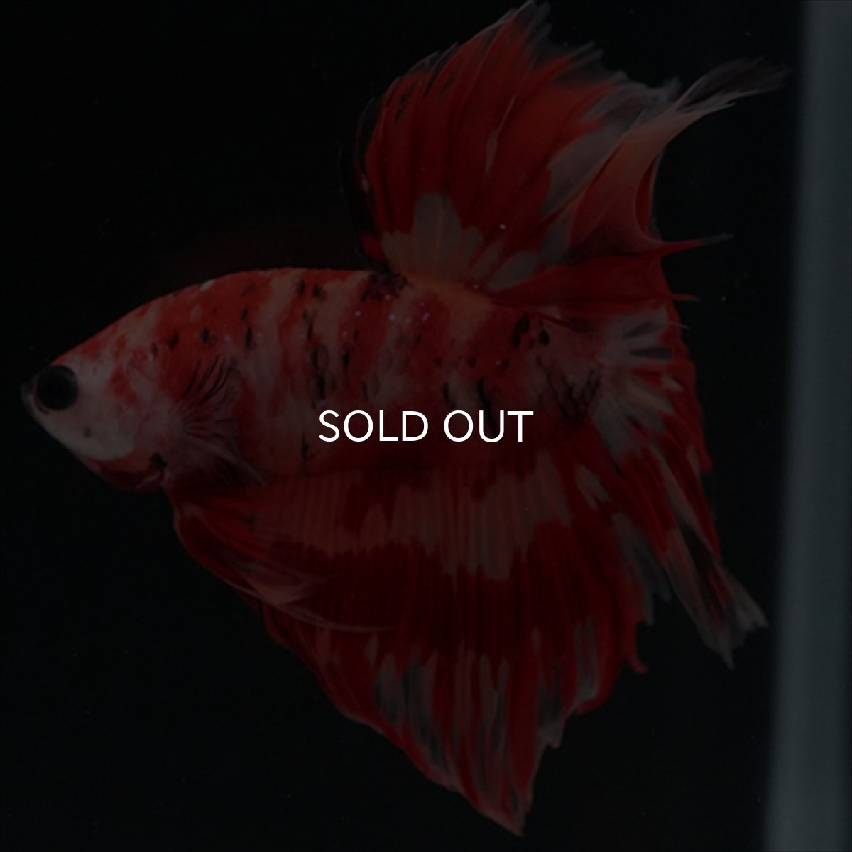 画像5: HM　ニモ　ローズテール (5)