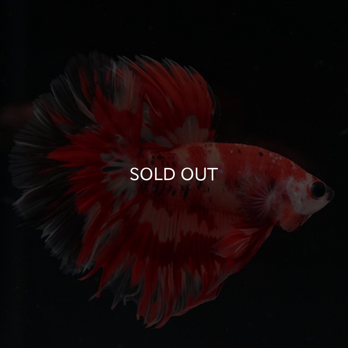 画像4: HM　ニモ　ローズテール (4)