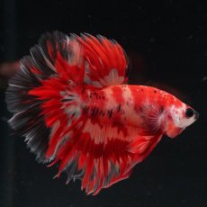 画像4: HM　ニモ　ローズテール (4)