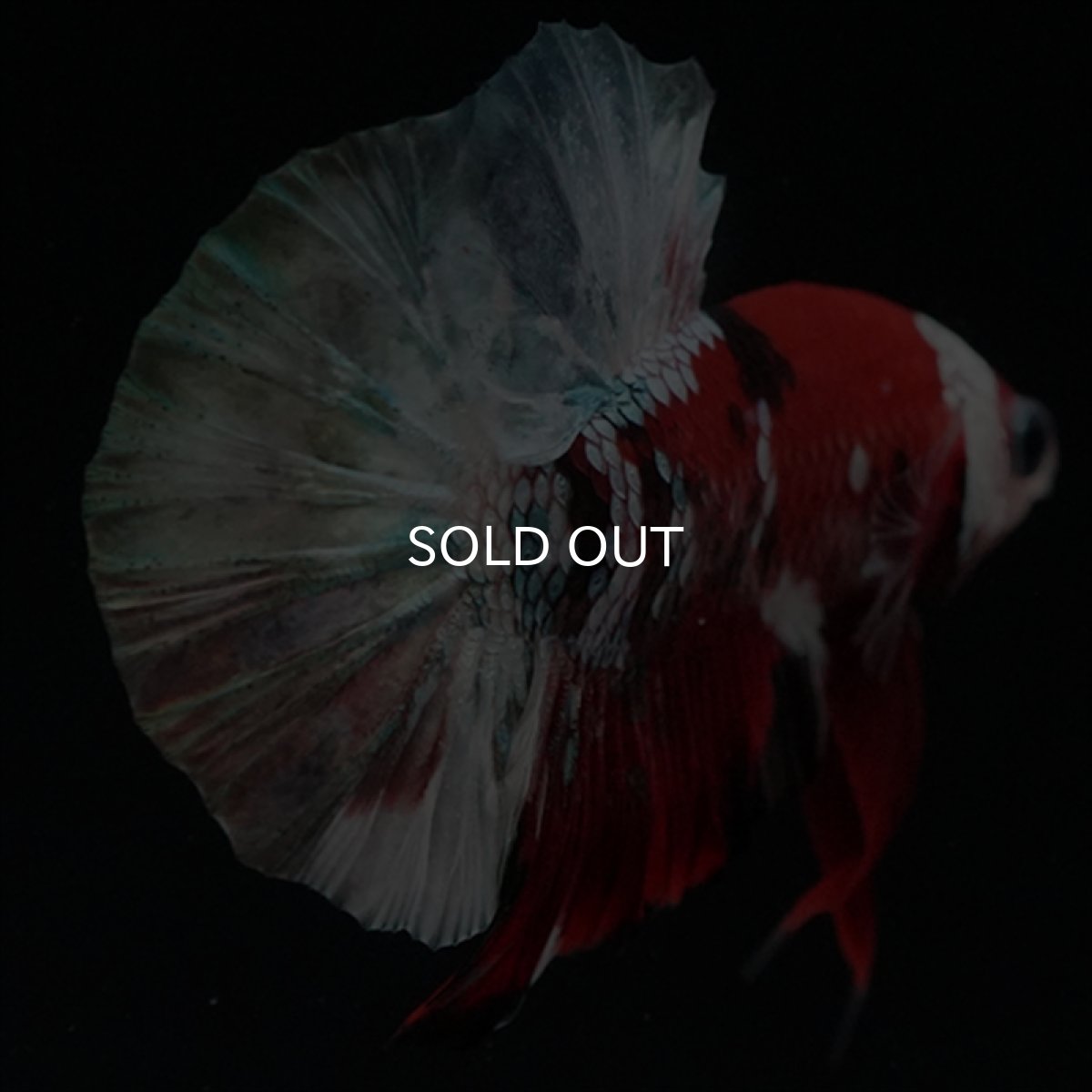 画像2: HMPK　鯉カッパー (2)