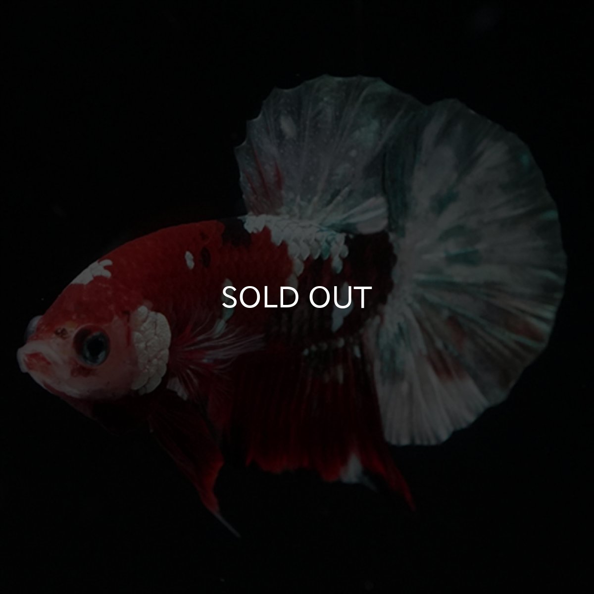 画像6: HMPK　鯉カッパー (6)