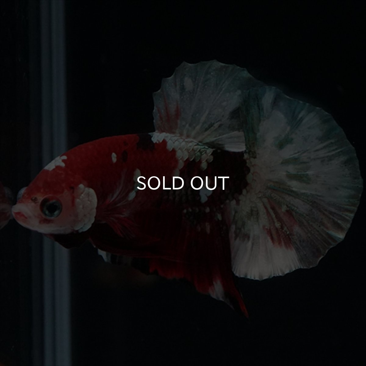 画像5: HMPK　鯉カッパー (5)