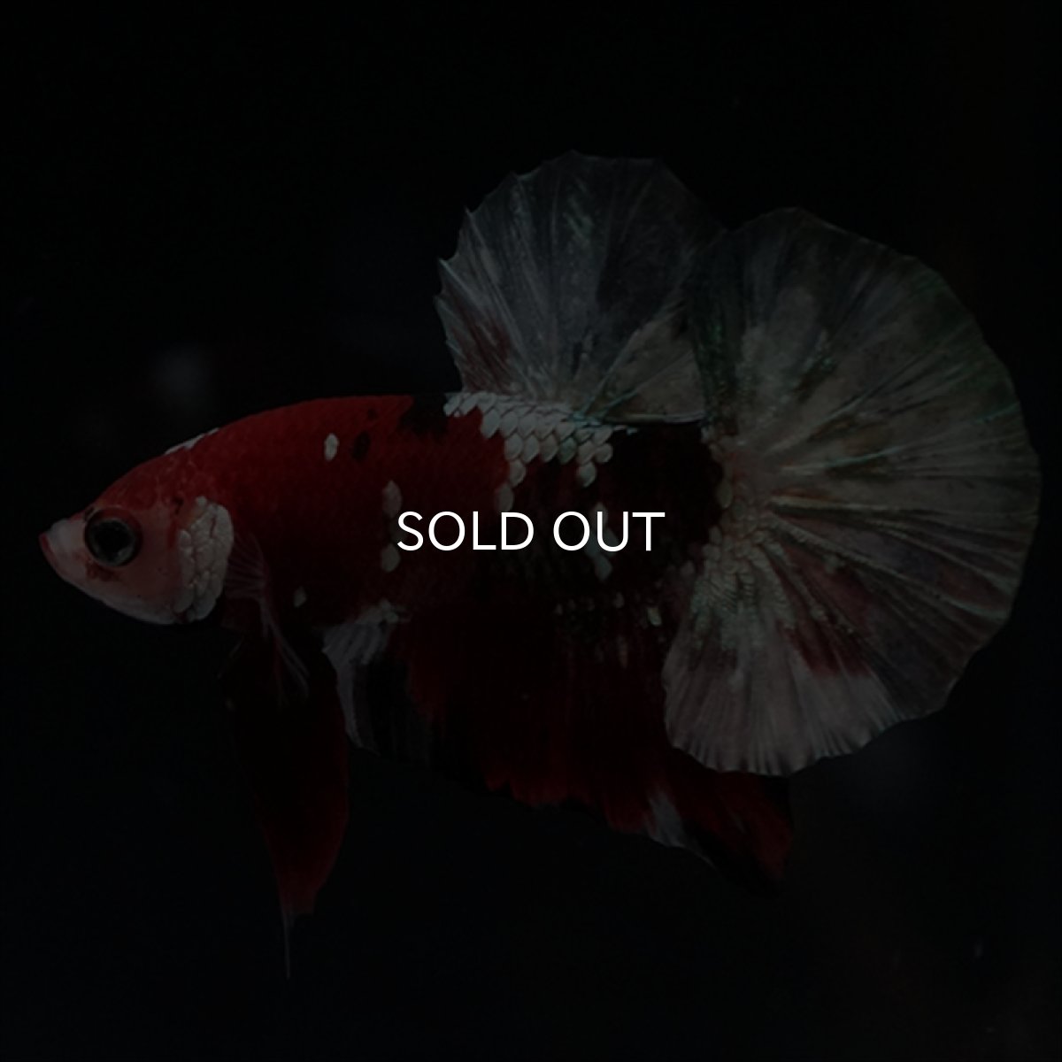 画像4: HMPK　鯉カッパー (4)