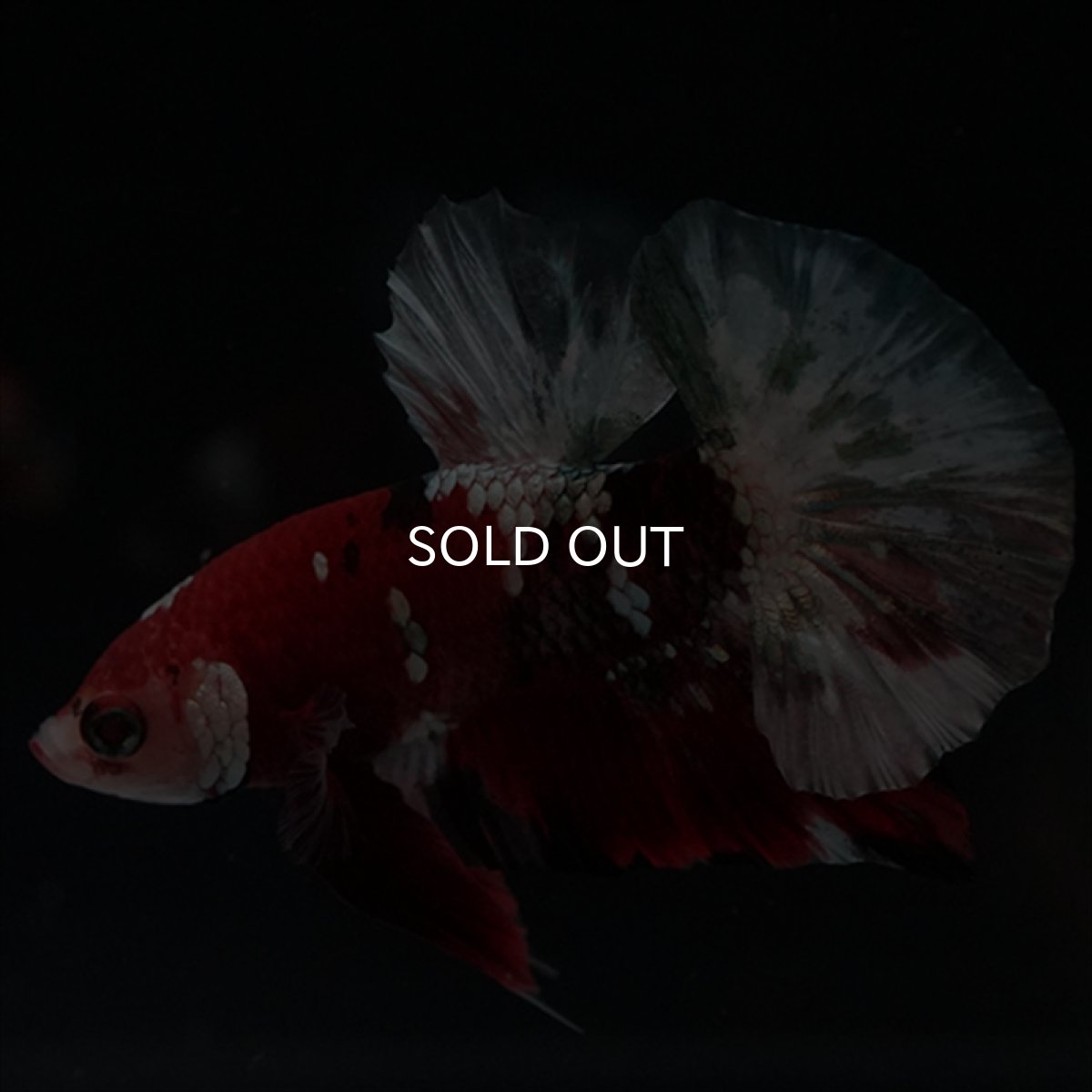 画像3: HMPK　鯉カッパー (3)