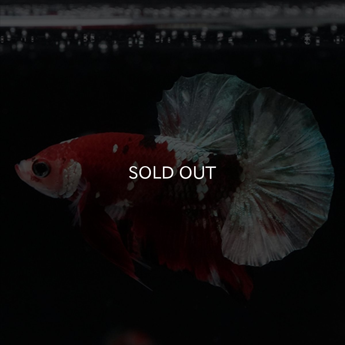 画像1: HMPK　鯉カッパー (1)