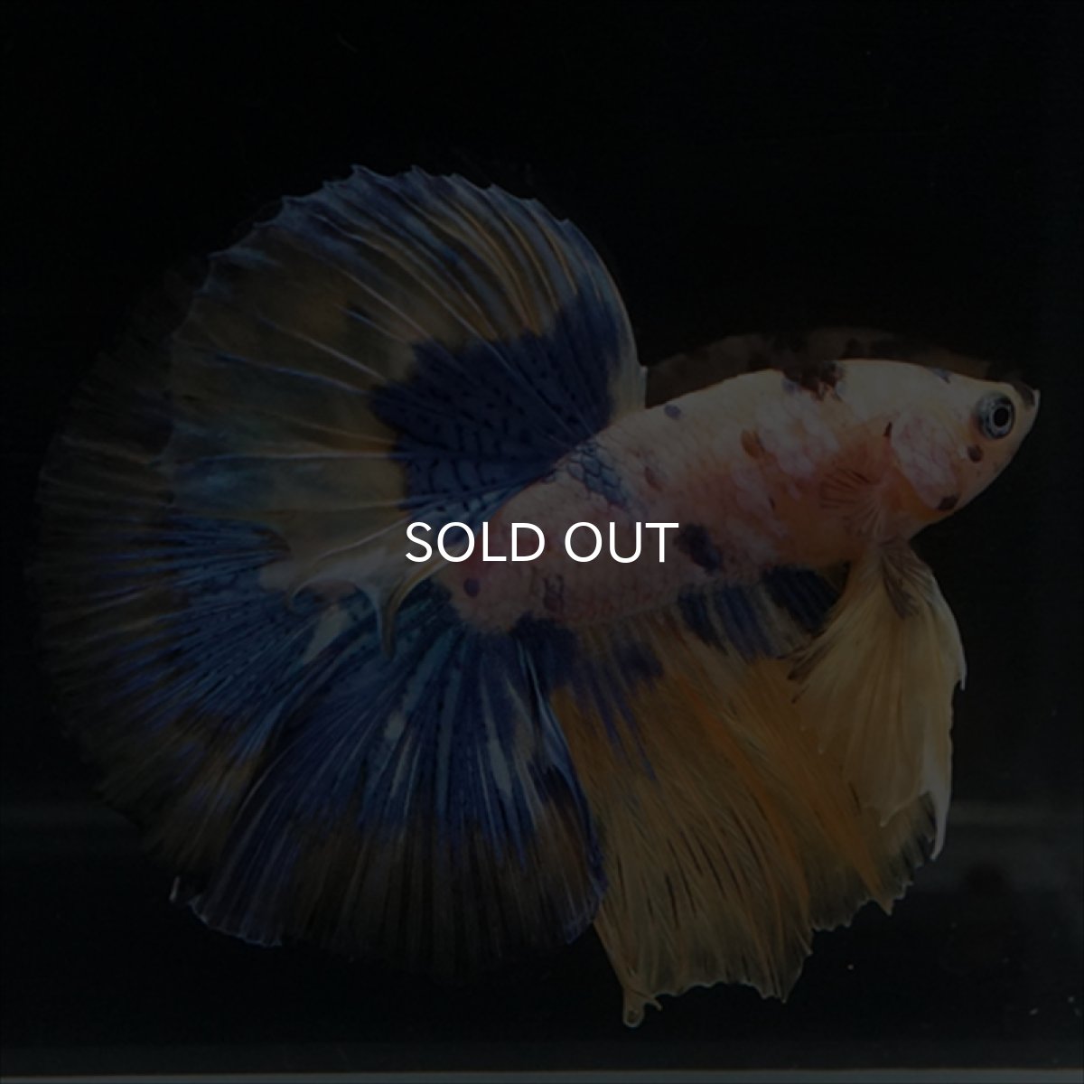 画像21: HM　イエロータイガー  (21)