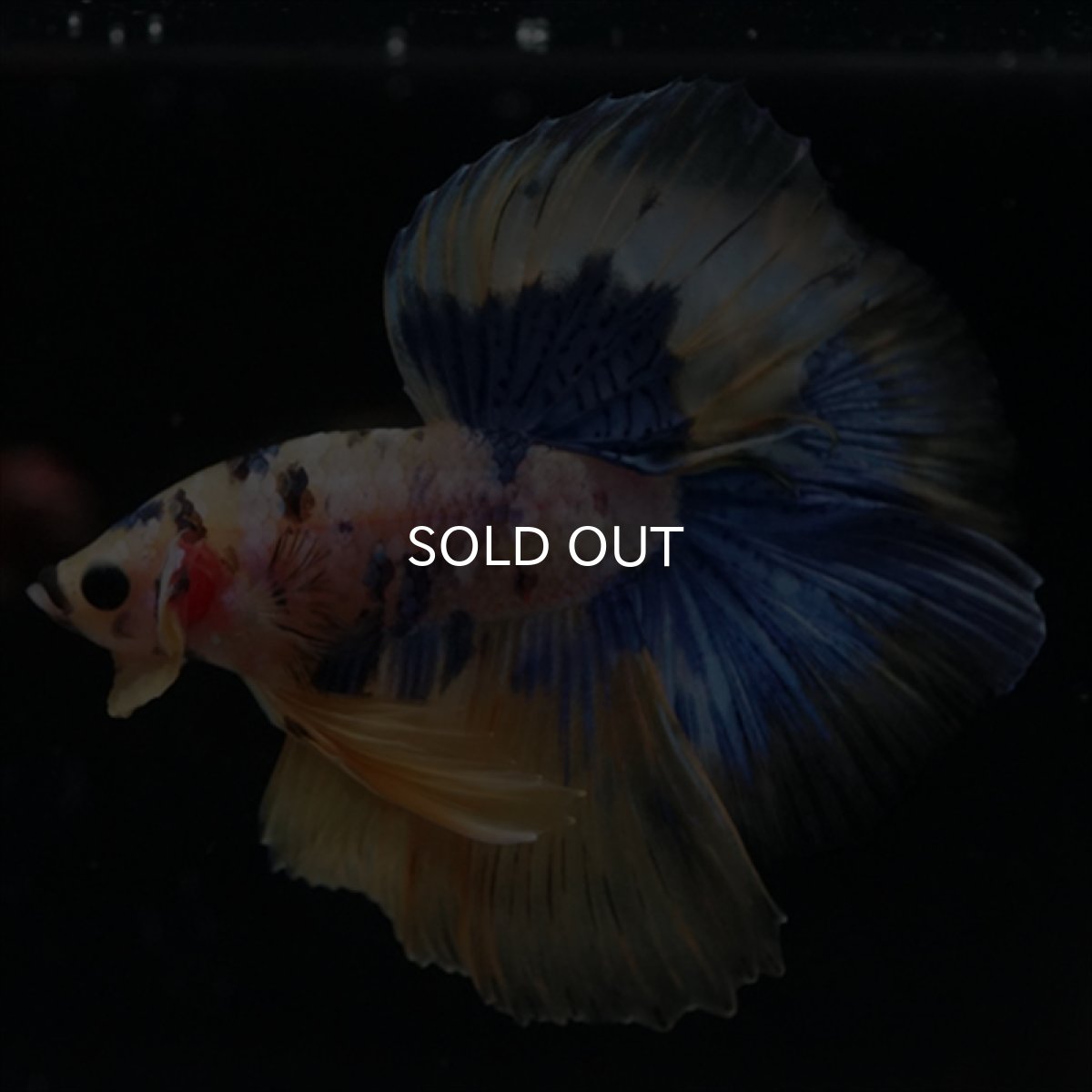 画像19: HM　イエロータイガー  (19)