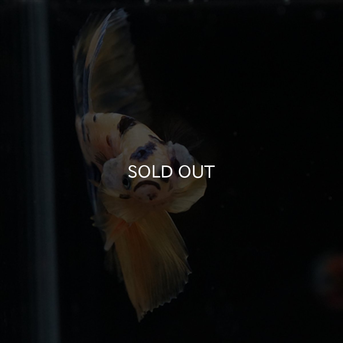 画像3: HM　イエロータイガー  (3)