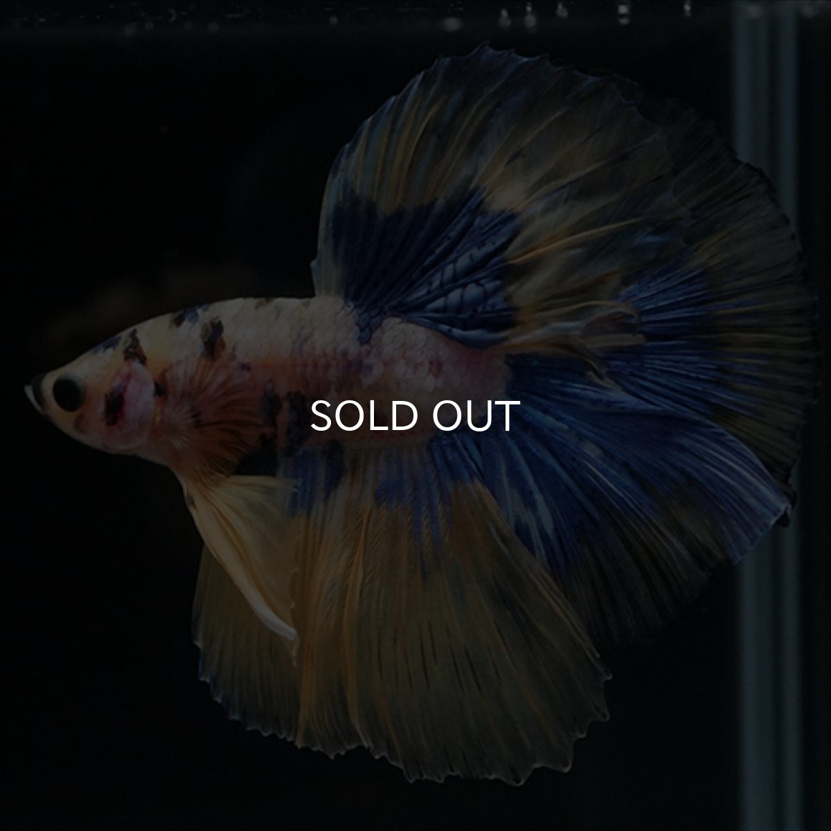 画像18: HM　イエロータイガー  (18)