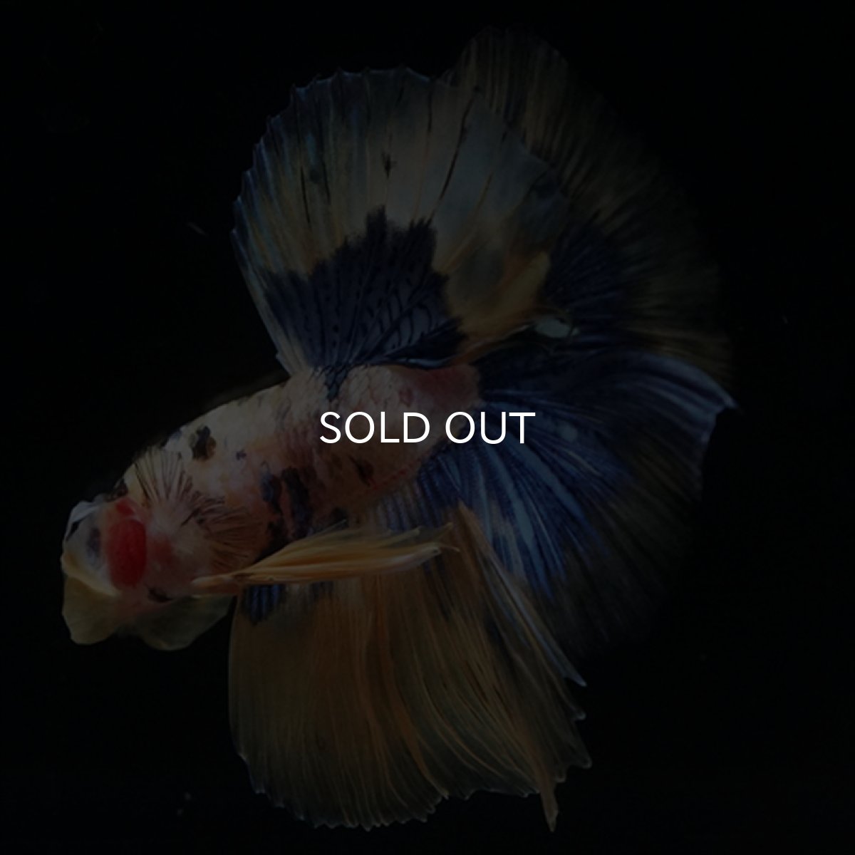 画像17: HM　イエロータイガー  (17)