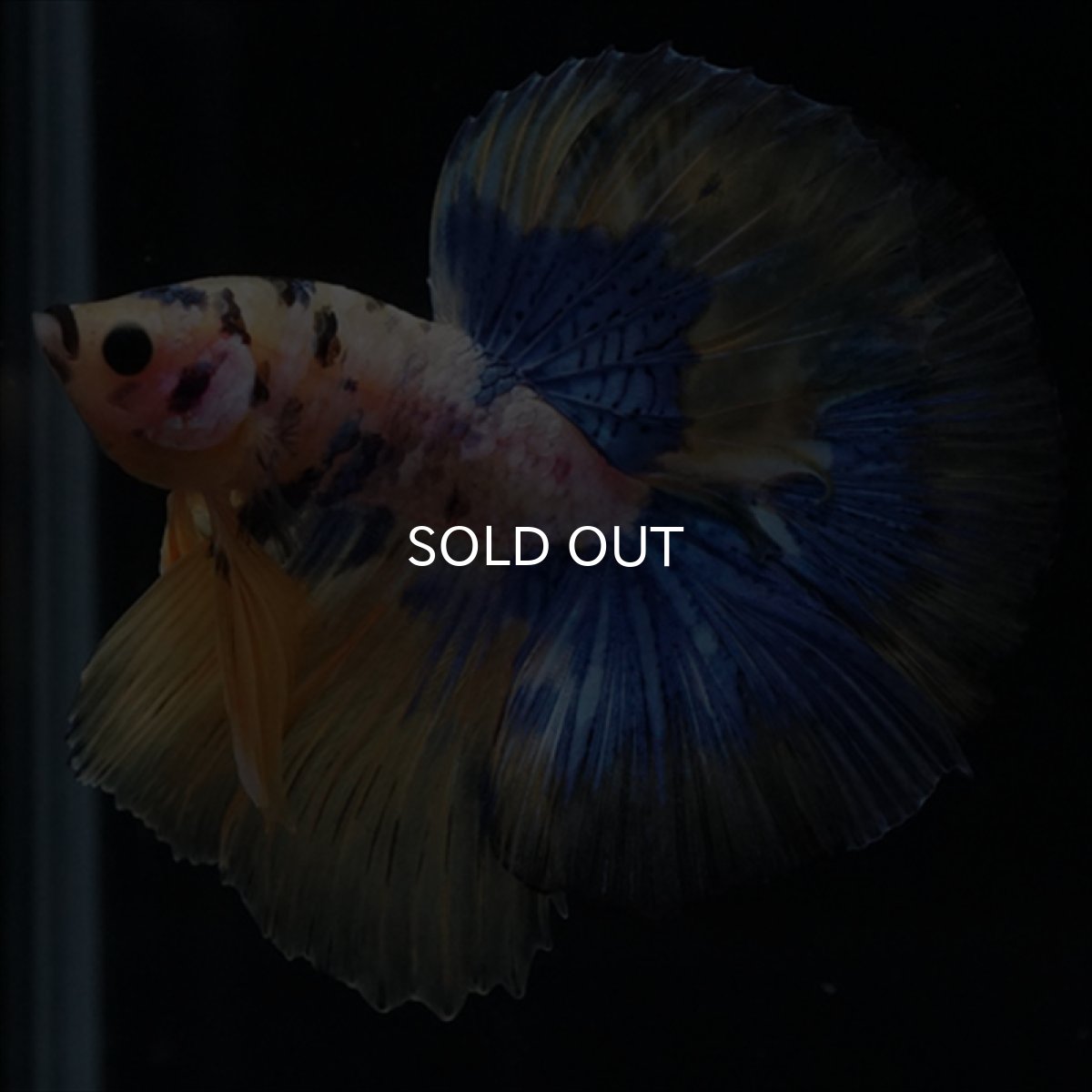 画像16: HM　イエロータイガー  (16)