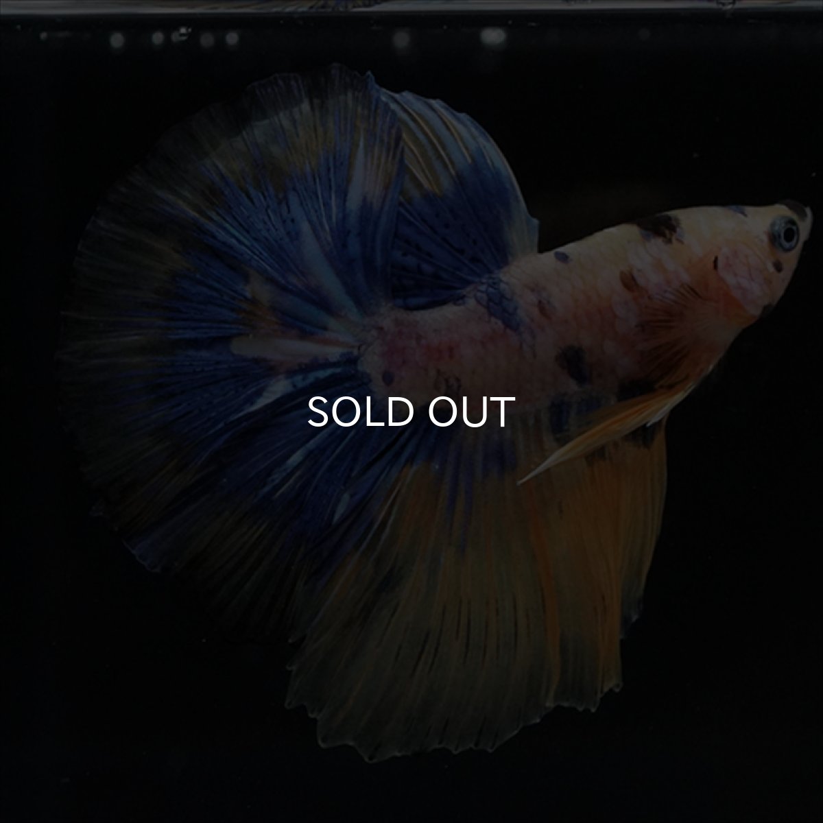 画像15: HM　イエロータイガー  (15)