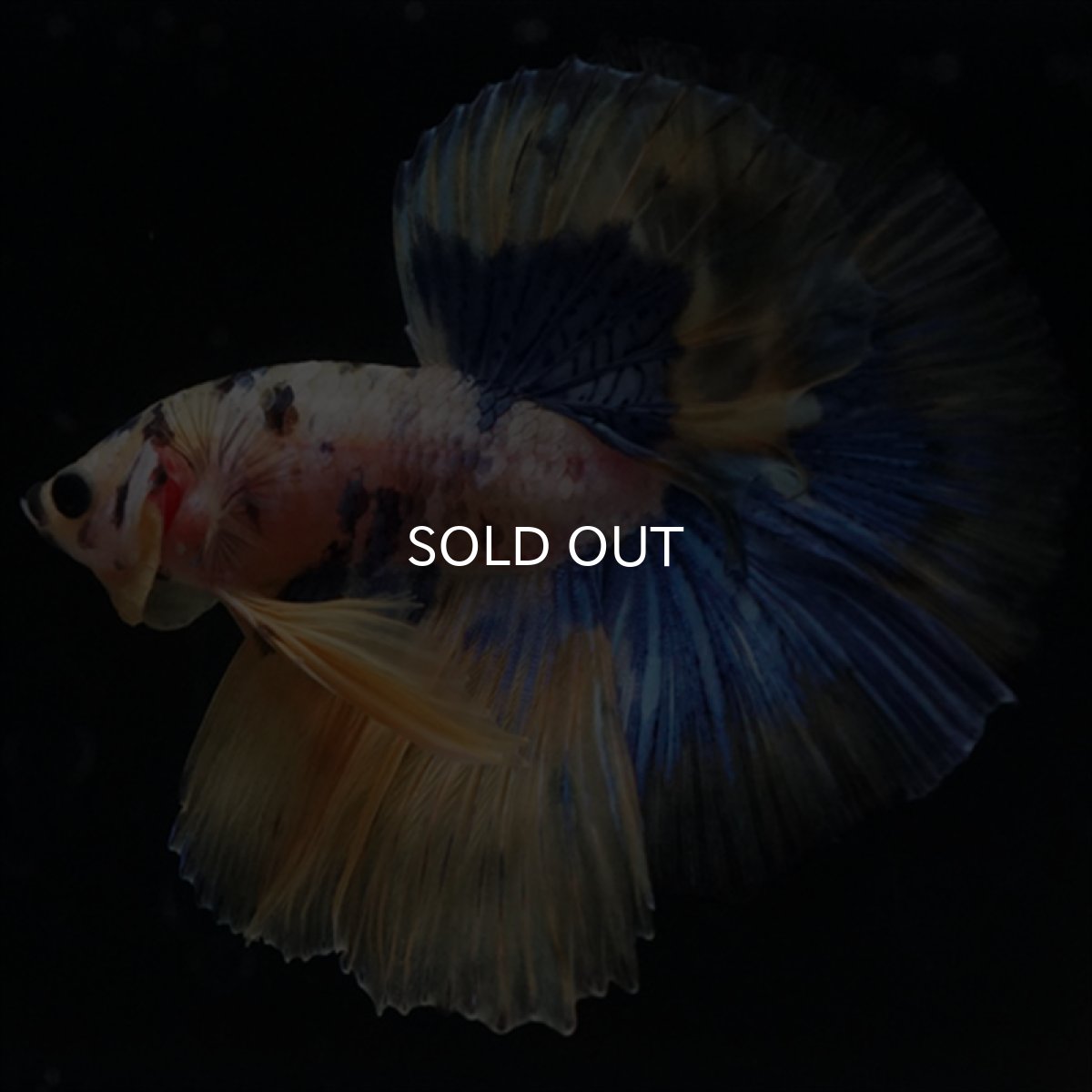 画像14: HM　イエロータイガー  (14)