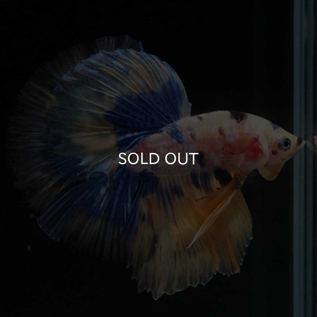 画像11: HM　イエロータイガー  (11)