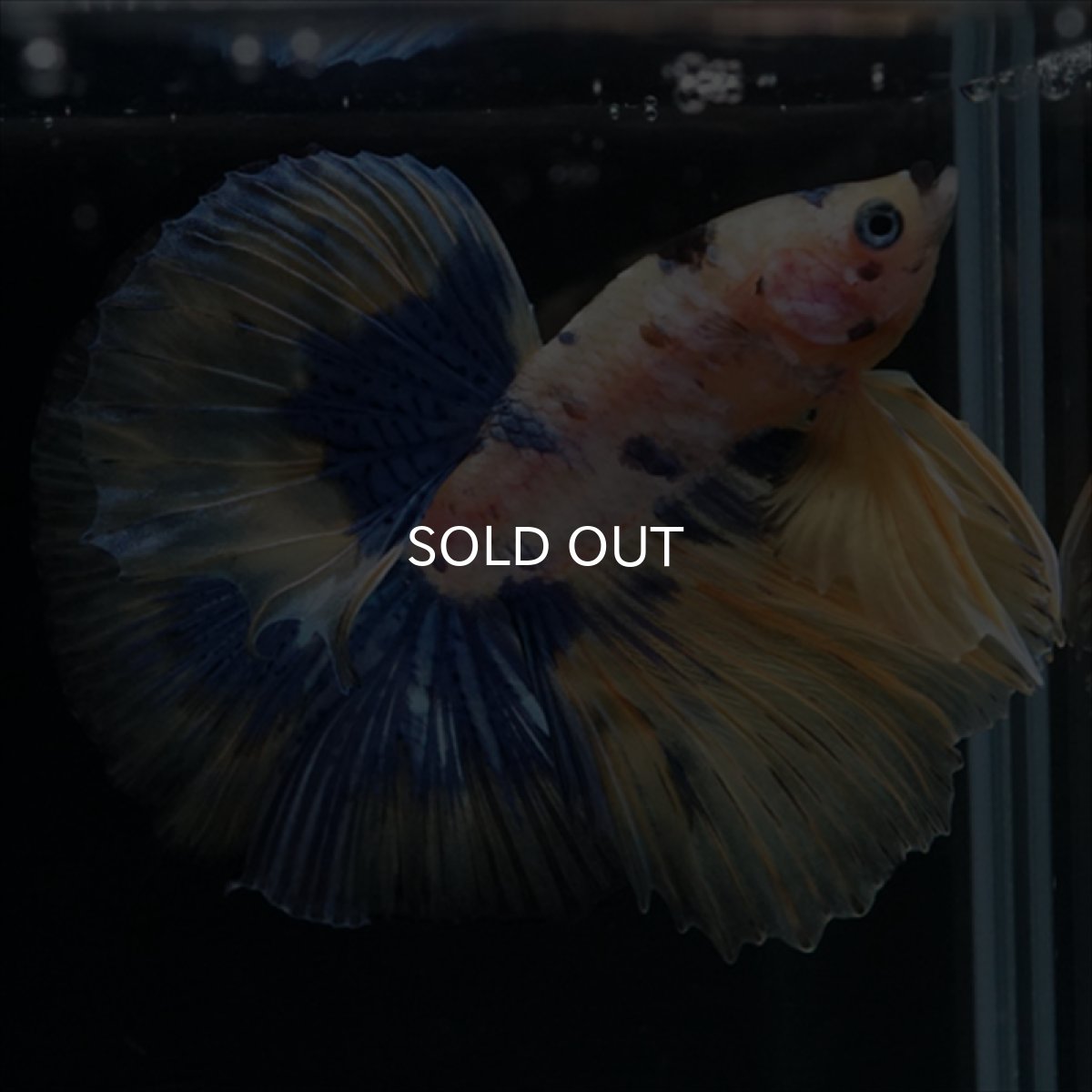 画像10: HM　イエロータイガー  (10)