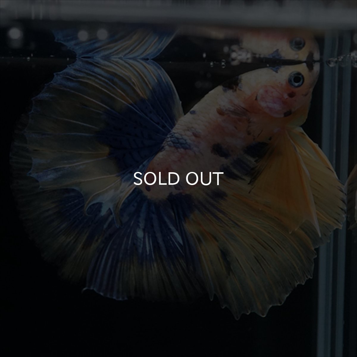 画像9: HM　イエロータイガー  (9)