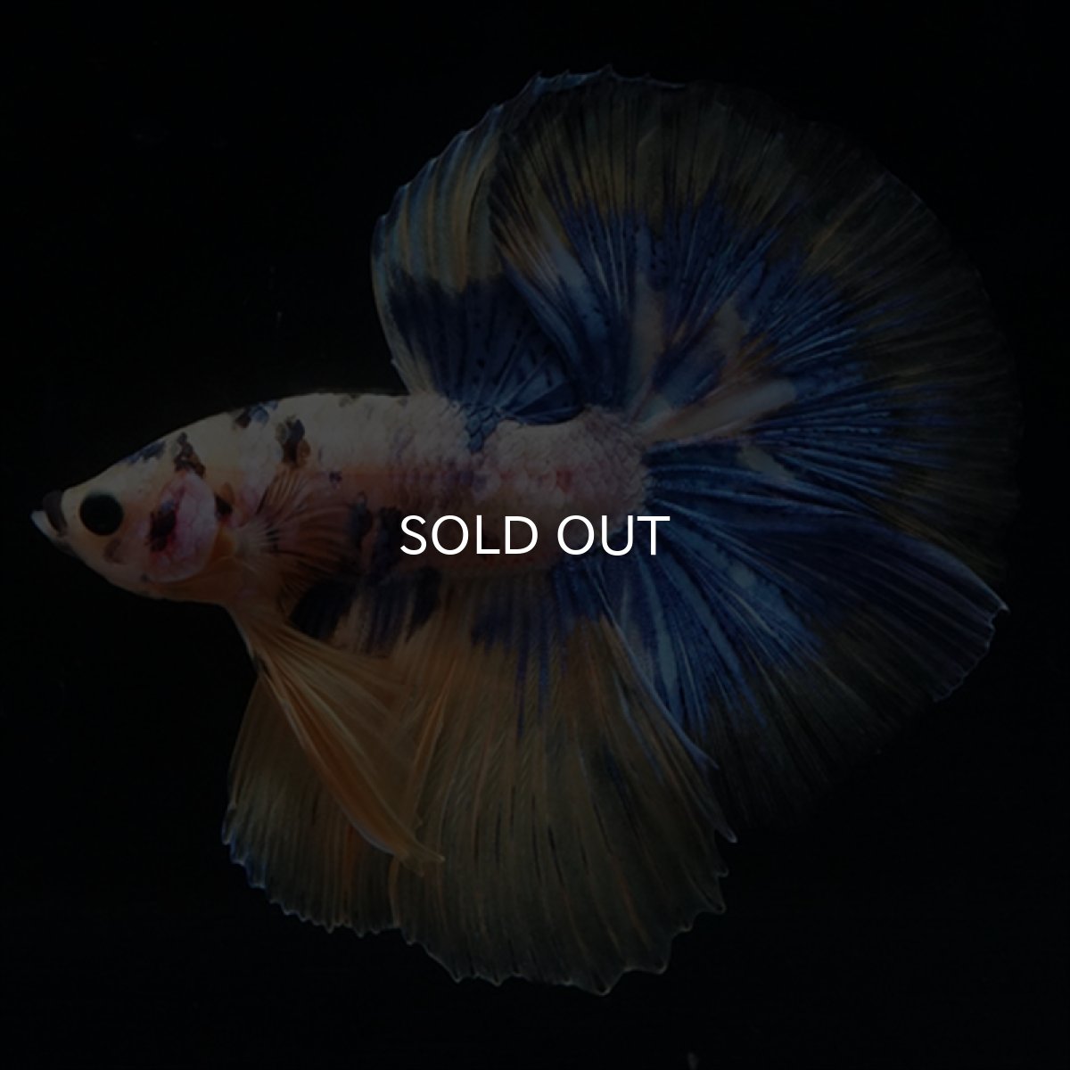 画像2: HM　イエロータイガー  (2)